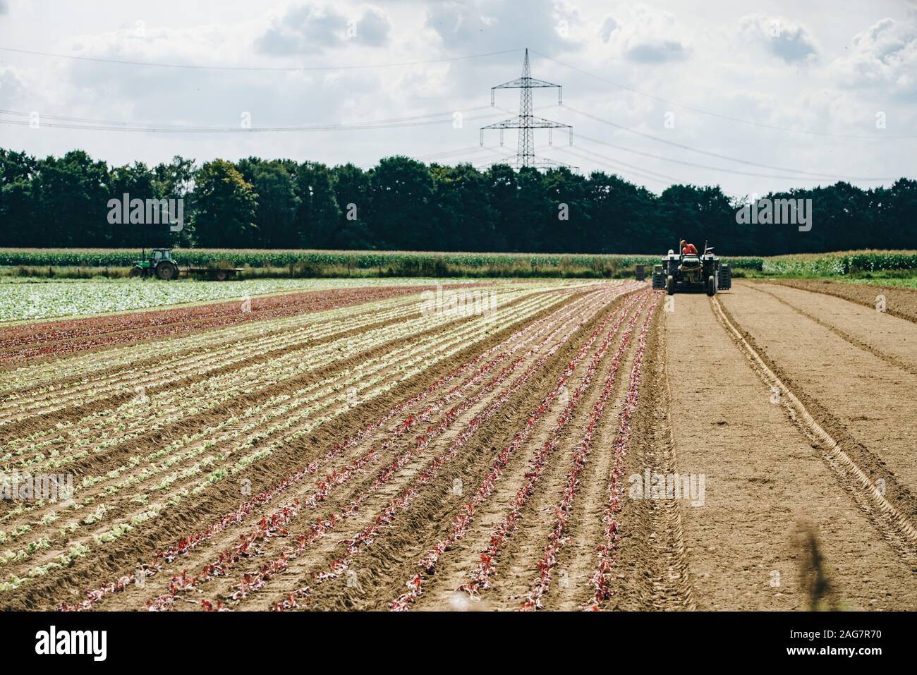Landwirtschaft-Traktor säen und pflegen Feld Stockfoto