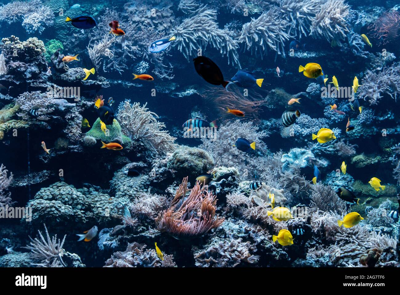 Aquarium mit Korallen, Riffe und Fische. Sea World Stockfoto