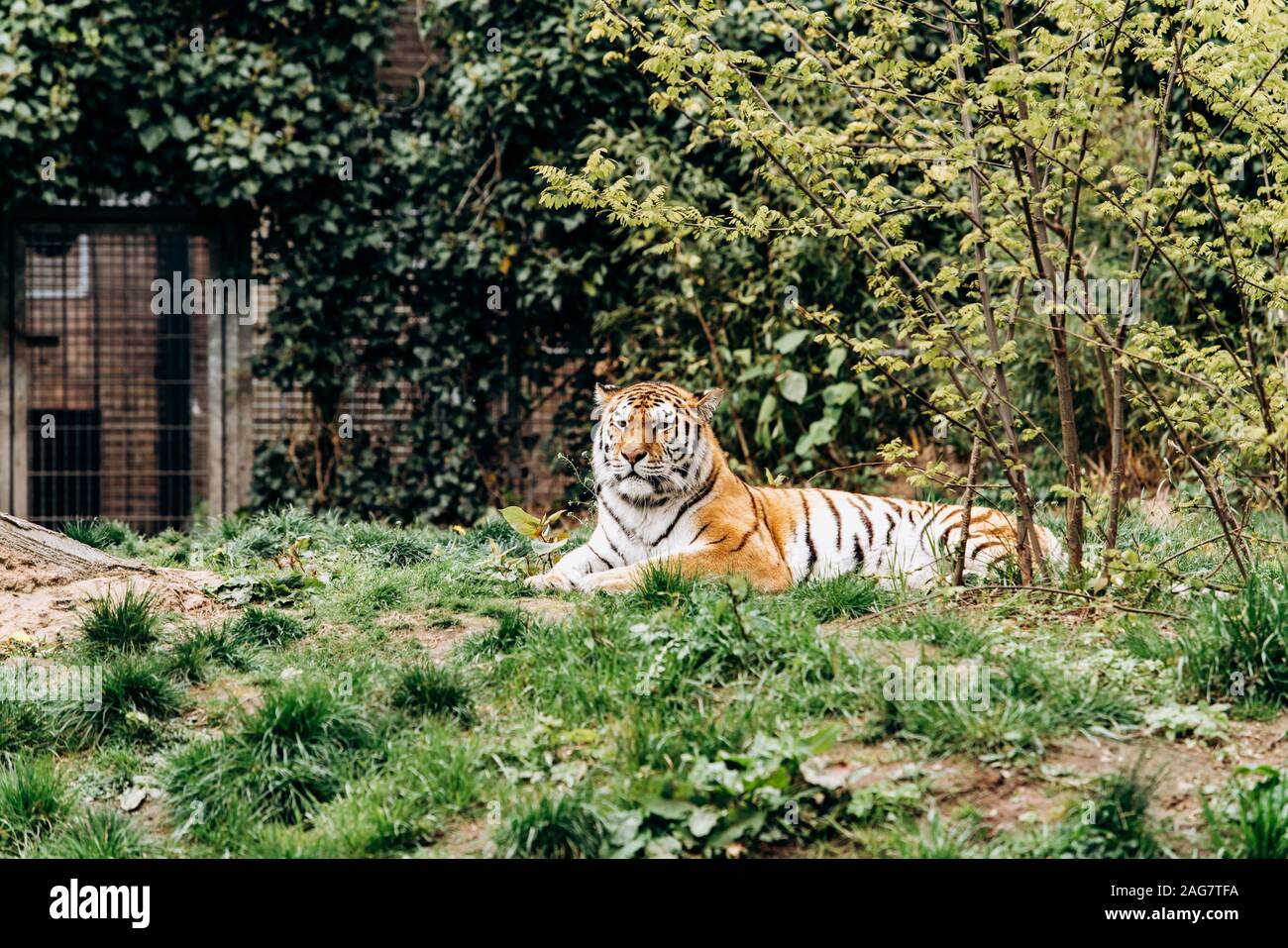 Große tiger liegend auf der Wiese. Tiger aalt sich in der Sonne Stockfoto