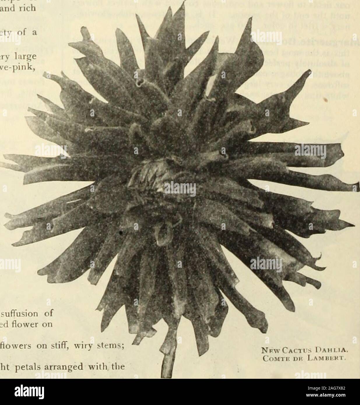 . Dreer's 1913 Garten Buch. Nother brillante Tief purpur der feinsten Form und eine der am meisten relial - Strahlenglanz. Eine schöne suffusion der alten Gold und Lachs; nicht eine sehr große Blüte, aber ein hübsches harmonische Herbst Farbe.. Erfolg. 1 ure Gelb mit incurved, twisted Blütenblätter; eine ausgeprägte Vielfalt an guten stammt weit über dem Laub.. Sonnenschein. Lange, incurved Blütenblätter, bilden einen großen, sehr tiefe Rawer eines tiefen glühende Crim - Sohn - Carmine, die verstärkt wird, durch die leichtere Tipps und golden suffusion an der Unterseite der Blütenblätter; eine wunderschöne Blume. Wellington. Eine hell leuchtende Scharlach mit einem suffusion von Stockfoto