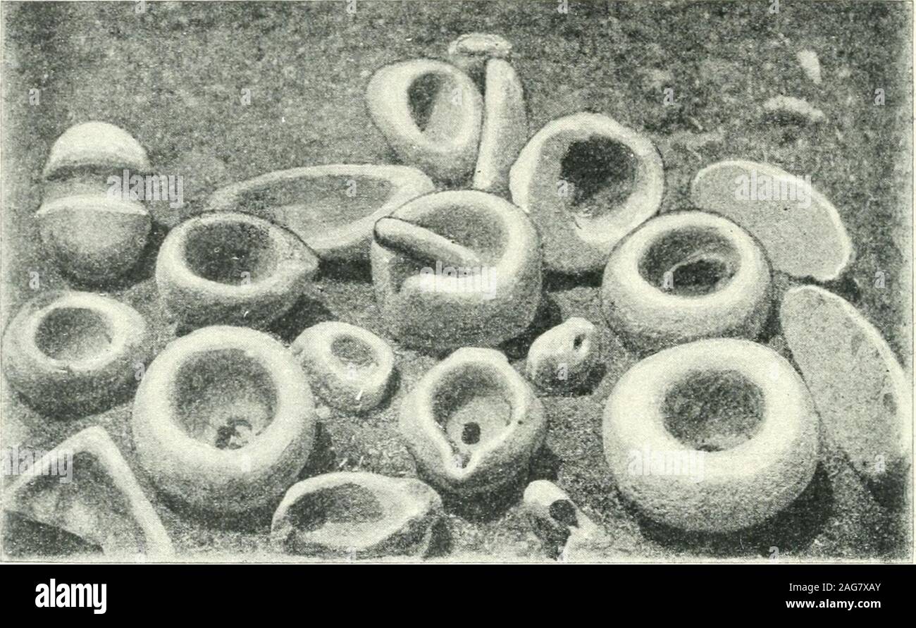 . Ausgrabungen bei Phylakopi in Melos,. 200 R.C.BOSANQUET UND F. B. WELCH Akropolis in Athen (vgl. insbesondere Nr. 7253), in einem bronzezeitlichen Grab in Syra (zwei zusammen, E0. Apx. 1899, PI. x. 36, 37, S. 100 und 111) und atTiryns {Tiryns, S.79, Abb. 14); es gab drei in der Finlay Sammlung, twofound zusammen in einer Vase in einem Grab in Raphinais, in Attika; eine andere, jnirehased in Athen, wird im Fitzwilliam Museum in Cambridge. Ein Glas mit Stange, viel getragen und Erweiterung an einem Ende, kann für einen ähnlichen Zweck beenused haben. Es gibt auch einige Mörtel - wie die Behälter aus weichem Bimsstein; einer ist hohl Stockfoto
