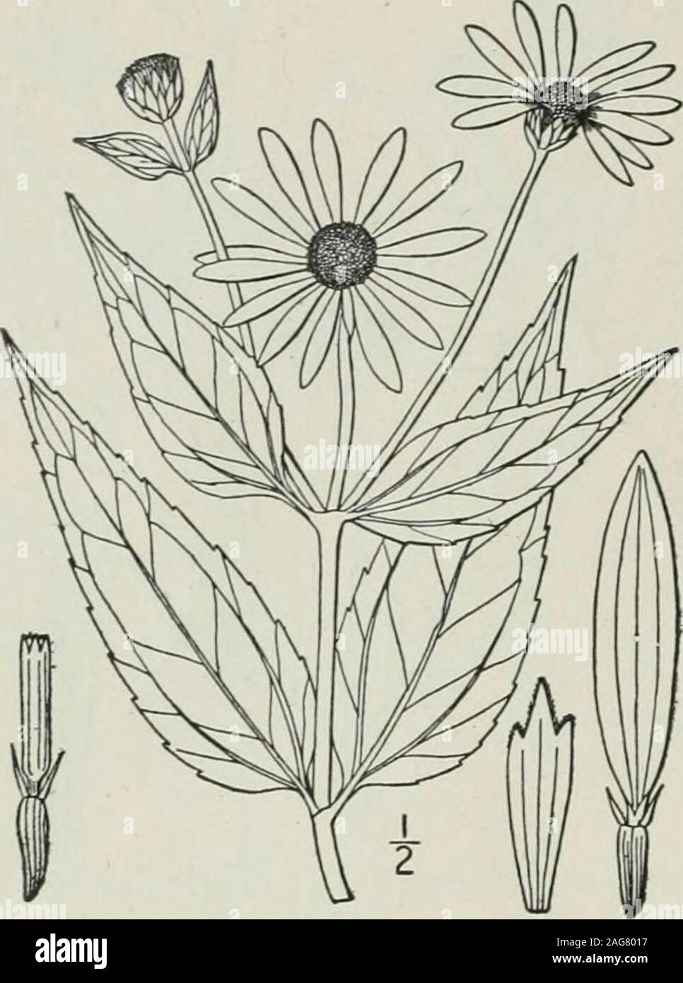 . Eine Illustrierte Flora von der nördlichen USA, Kanada und die britischen Besitzungen: von Neufundland zu den Parallelen der südlichen Grenze von Virginia und vom Atlantik westwärts nach dem 102 Meridian. 486 COMPOSITAE. Vol. III. 24. Helianthus laetiflorus Pers. Auffällige Sun-flower. Abb. 4484. Helianthus laetiflorus Pers. Syn. 2: 476. 1807. Staude; Stammzellen Scabrous oder hispid, Grünen, 4°-8° hoch. Blätter oval-Lanzettlichen oder Eiförmig-Lanzettlichen, kurz - PETI-oled, 3-durchzogen, Rough auf beiden Seiten, bei narrrowed thebase, akute oder zugespitzt im Apex, gesägt oder serru - spät, 4-io-lang, ich-ij wi Stockfoto