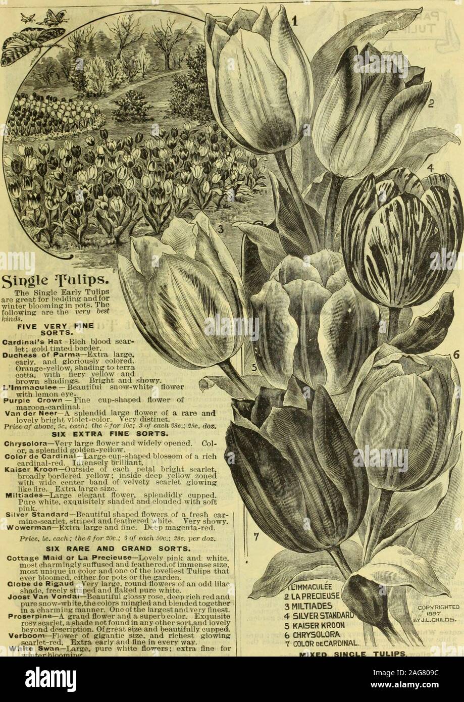 . Childs' fallen Katalog von Blumenzwiebeln und Pflanzen, die blühen. Farbe, mit reinen weißen Streifen. Preis. Sc. Jeder; der S für SOc.; S 75 c oder 55 c Dutzend. DIE K ART FÜR studivz Splendid Gemischte Doppel Tulpen - Alle Farben und Vai iel n 26 c pro dtz.; 1,50 $ pro 100; $ i 2.oo pro l. ooo. Extra große Lampen. Gemischten Tulpen - Unsere gemischten Tulpen sind extra feine Qualität, madeup aus erster Klasse mit dem Namen sortiert und viel überlegen theordinary Grade. Alle extra große Lampen. Pro doz. Pro Ion Double Fine gemischt - Alle Farben 25 $ 1 60 einzelne Lamellen gemischt - Alle Farben l-25 Parrot flossen Gemischt - Alle Farben 911 12 S Byblooms flossen Mixe Stockfoto