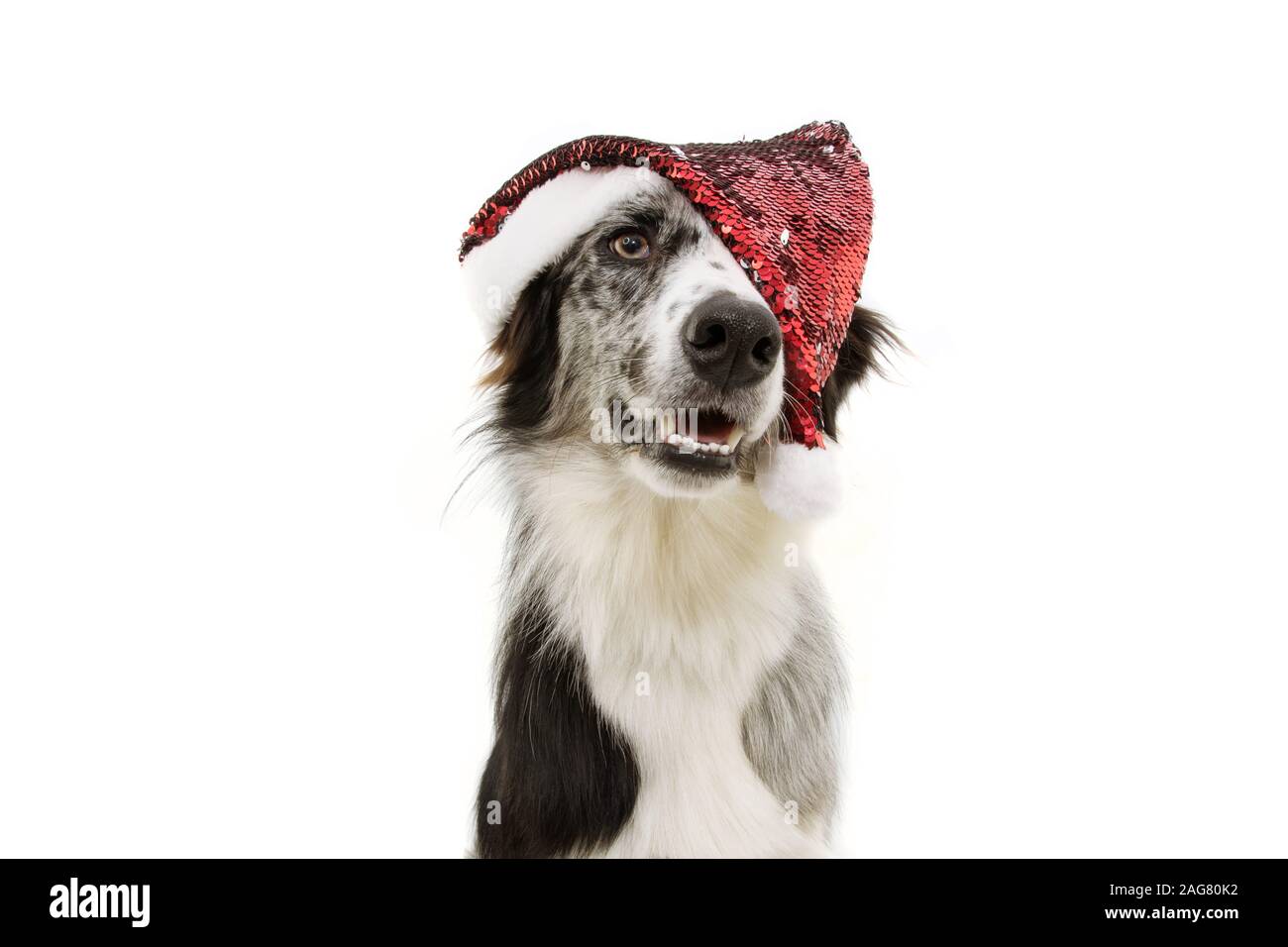 Freude Border Collie hund Weihnachten feiern mit einem roten santa claus hat. aufmerksamen Ausdruck. Auf weissem Hintergrund. Stockfoto