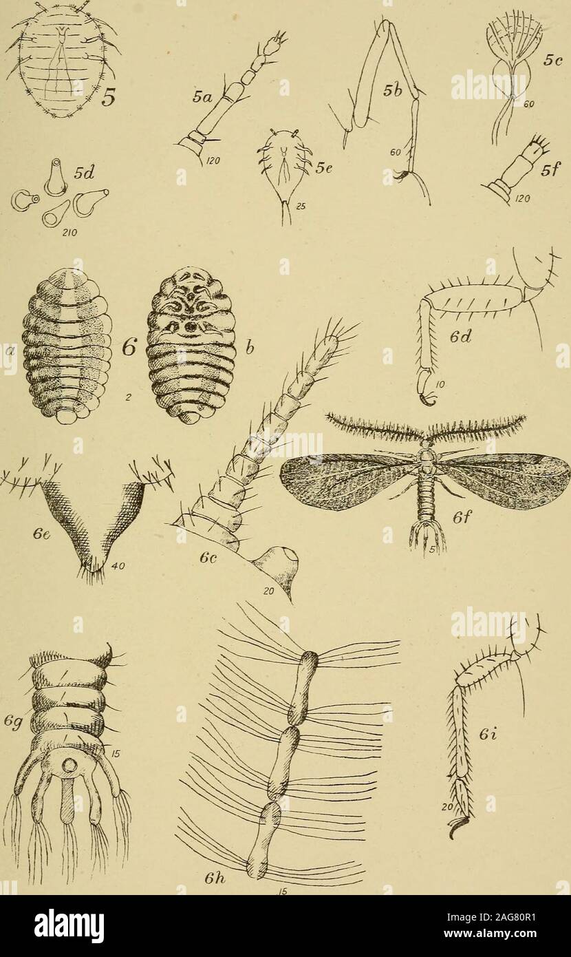 . Transaktionen und Verfahren und Bericht der Royal Society in South Australia. SURVEYOR GENERÄLE OFDCZ. Ant^LMDl. FrazerS. Cratt oTYf PTwi ^.^^ tTioffr - aphfr. Platte XIV ICH ein. W.M.M dd ad7 icd SURVEYOR CEN FÄHRSCHIFFEN S OFFl CE, AD E LAI DE. Fi-. izerS. (Rawfmfl. fhoto - tithnqraphfr. 3 2044 106 281 454 Fällig m6W ich €* S;^; Stockfoto