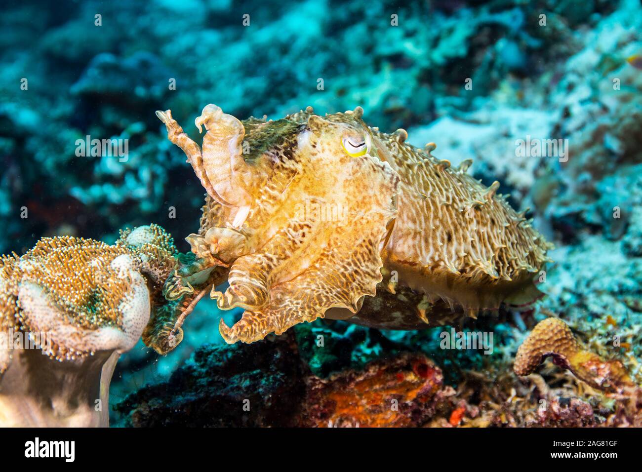 Tintenfische, die im Riff schwimmen, Raja Ampat, Indonesien Stockfoto