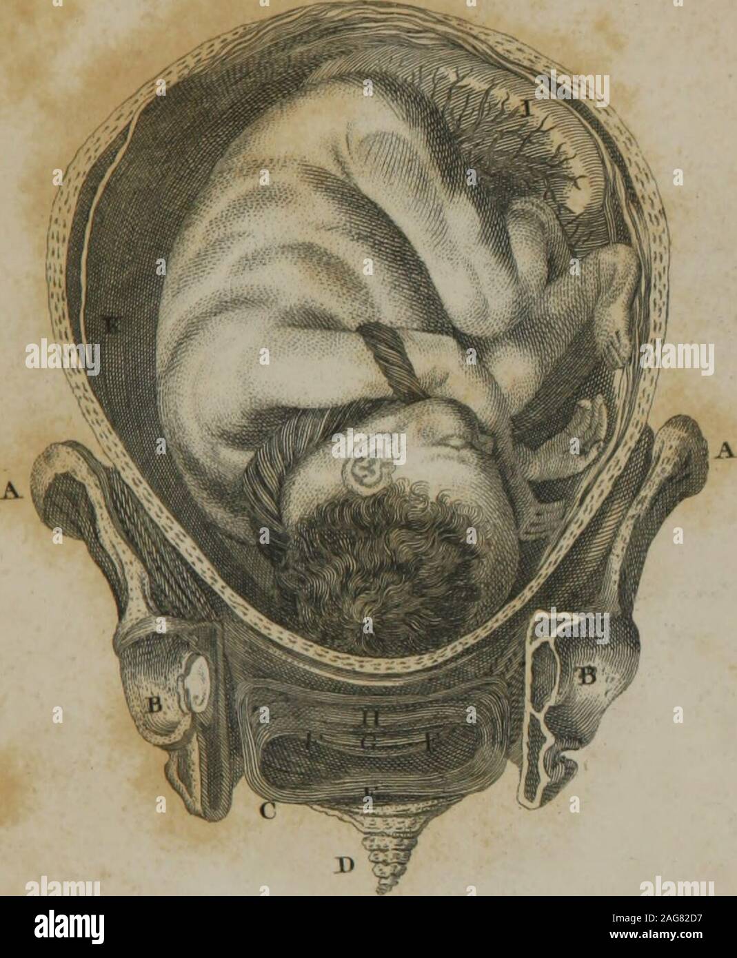 . Eine Einführung in die Praxis der Hebammen. e os uteri, der Hals der Gebärmutter in vollem Umfang dehnen, oder völlig ausgelöscht. H Teil der vesica urinaria. Ich Die plazenta im Superior und hinterer Teil des theuterus. K.k der Membranen. Diese Platte zeigt, auf welche Weise die Gebärmutter erstreckt, andhow seinen Hals wächst kürzer, in den verschiedenen Perioden der preg-Nancy. Ungeachtet Es wurde als invariabletruth, von den frühesten Konten der Kunst in die heutige Zeit überliefert, dass, wenn der Kopf des Fötus vorgestellt, das Gesicht turnedto im hinteren Teil des Beckens wurde; Stockfoto