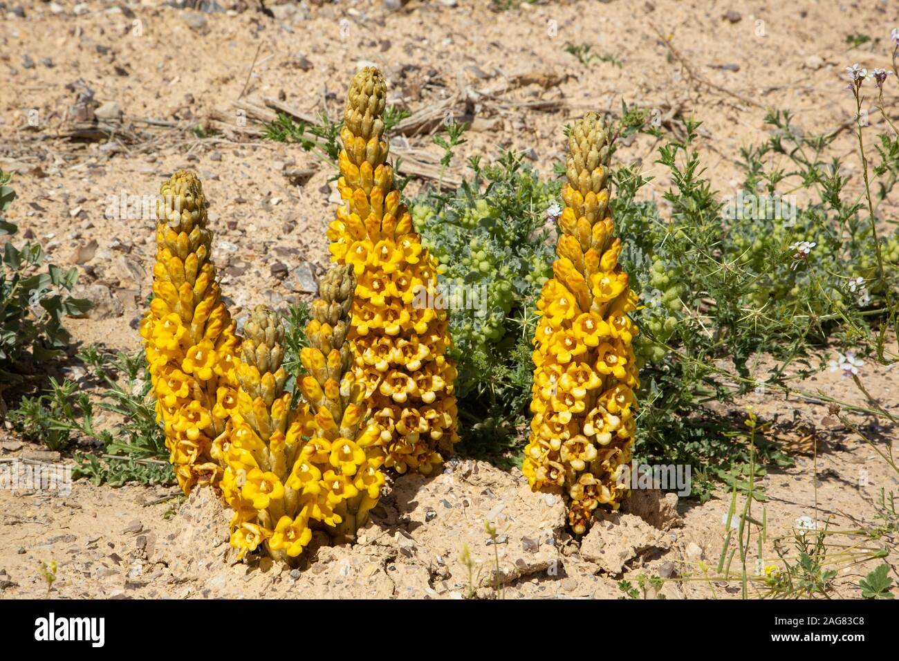 Gelb oder Wüste broomrape, Cistanche tubulosa. Diese Pflanze ist eine parasitäre Mitglied des broomrape Familie. In der Wüste Negev, Israel fotografiert. Stockfoto