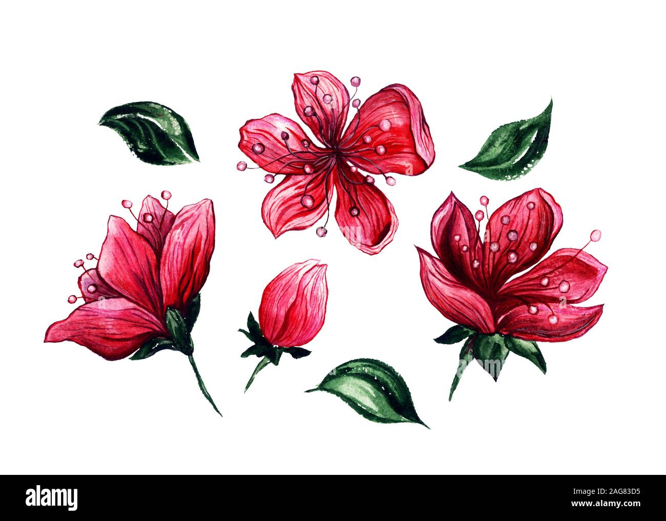 Japanische Kirsche oder Red sakura Aquarell clipart. Rosa Blumenmuster Zeichnungen. Frühling blühende Pflanze Elemente. botanischen Abbildung Stockfoto