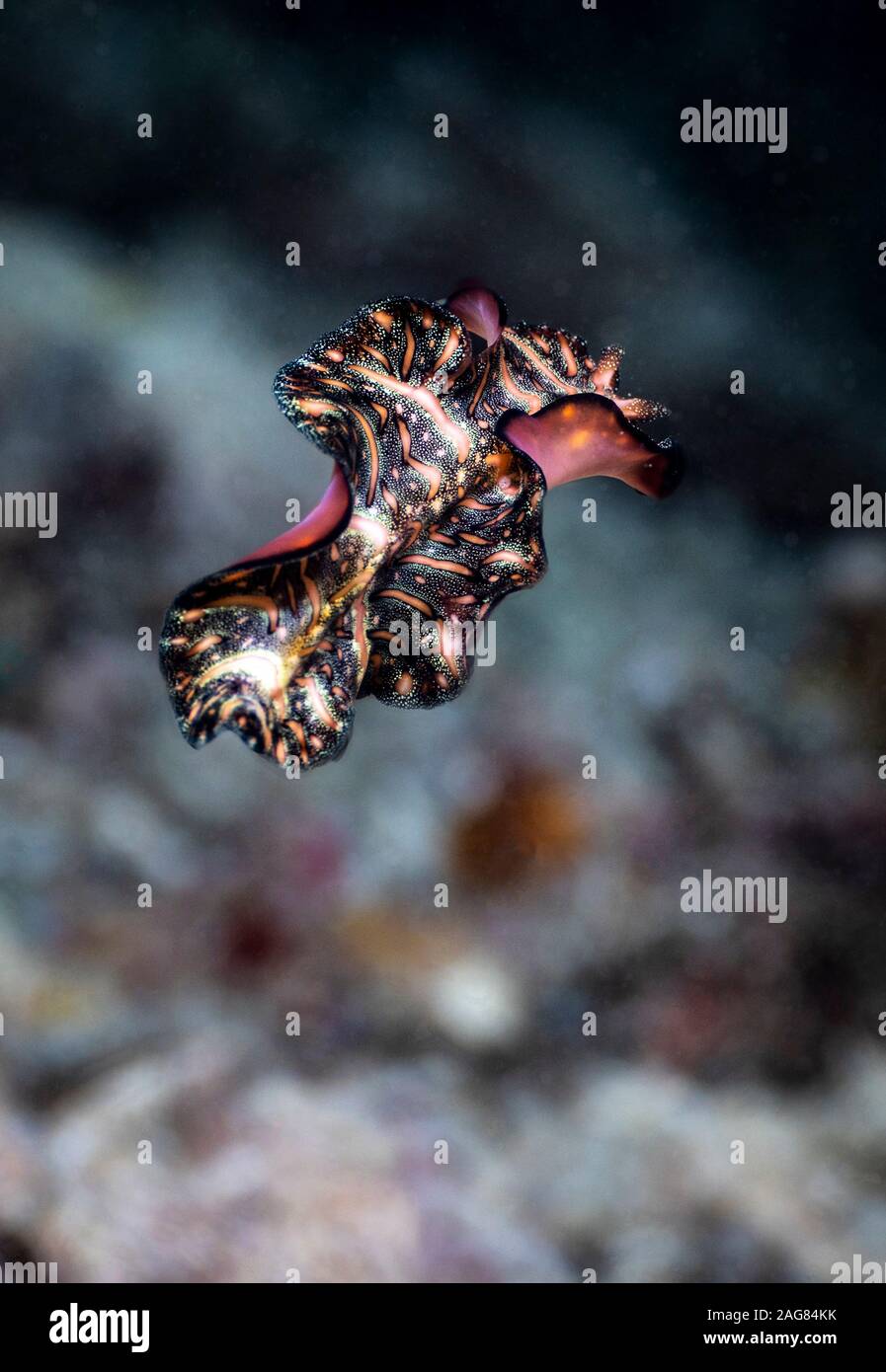 Perserteppich plattwurm pseudobiceros bedfordi Fotos und Bildmaterial