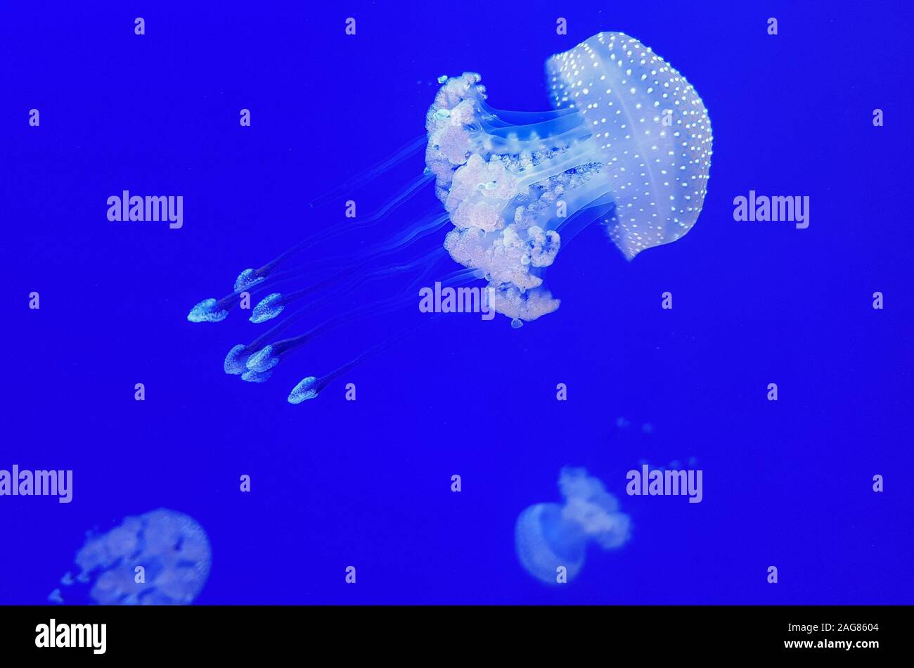Schöne bunte Quallen im Aquarium. Qualle vom Meer. Stockfoto