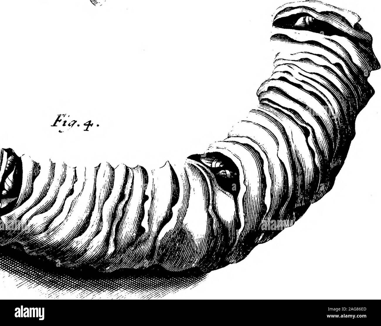 . Die Beschreibungen einiger Muscheln gefunden in Ostindien, durch Herrn Witzen zu Dr. Lister übermittelt und von ihm an die Herausgeber, mit einigen Bemerkungen, sein Eigenes. J^ia. b. T-oy*^ s/J % V. * 5. •*..?. 6. philtrans 04163811 Stockfoto