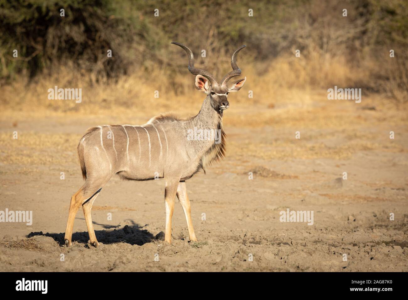 Kudus männlichen ständigen Alarm in den Krüger Nationalpark, Südafrika Stockfoto