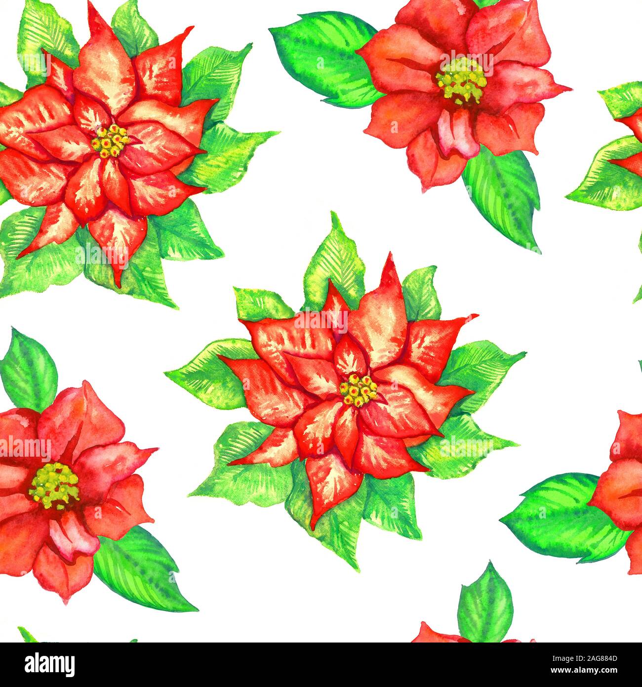 Rot Weihnachtsstern Blumen, Handgemalten Aquarell Illustration, nahtlose Muster auf weißem Hintergrund Stockfoto