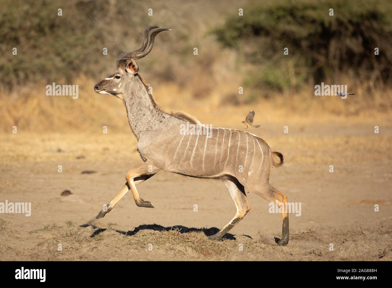 Männliche Kudu Stier läuft weg von der Gefahr in der Krüger Nationalpark in Südafrika Stockfoto