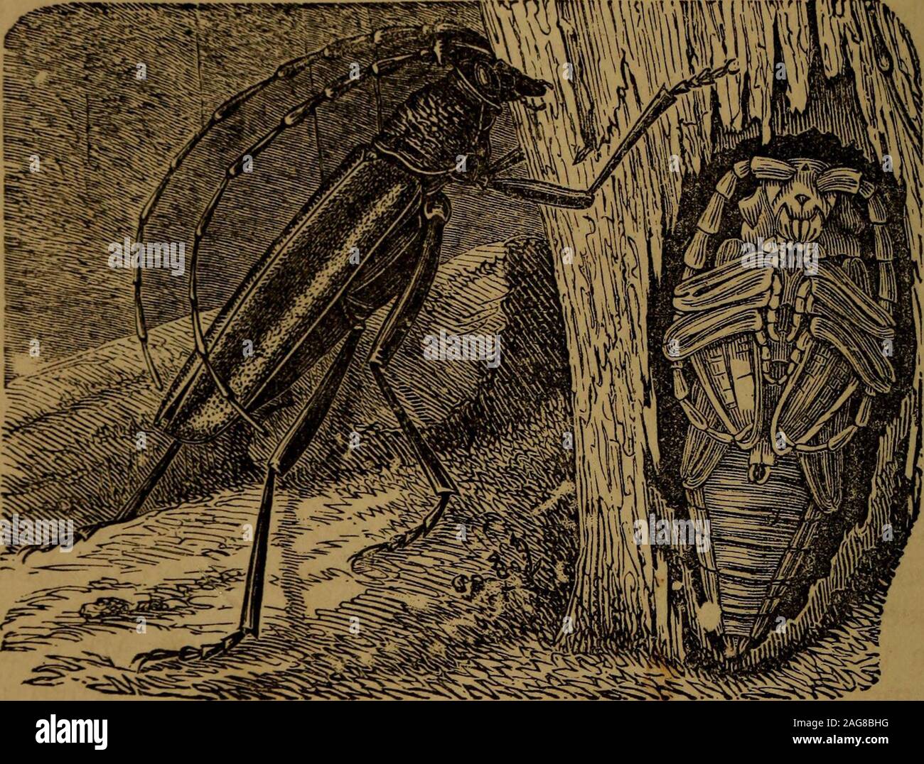. Kleine Leute in Federn, Fell, und andere nicht. Der biene Baby. Es tötet nicht, dass unglückliche Geschöpf, weil es so klein ist, aber es zieht auf und klebt es, seine Änderungen throughall bis es ein ausgewachsener wird Biene. Es geht über das reguläre Insekt Änderungen auf der Rückseite der Biene, und endlich, wenn es eine männliche Stylops, es wächst ein Paar Flügel und fliegt, und wenn es isa Weiblich es nur seinen Körper begräbt im Körper der Biene, und settlesitself für das Leben. Wenn die Jungtiere geboren, sie suchen andere beebabies auf zu wachsen, und die Mutter Stylops bald stirbt. IN FEDERN UND FELL. 213 Ich Stockfoto