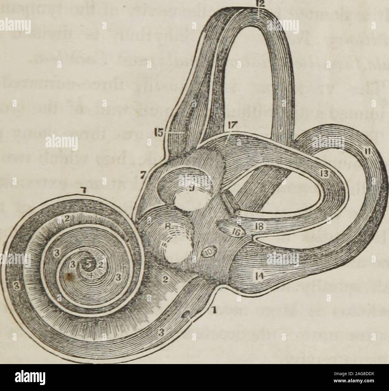 Eine Abhandlung über die Anatomie, Physiologie und Hygiene: für  Hochschulen, Akademien und Familien. Ich. /.-, Das Tympanon, e, die Knochen  der Ohr. ft, Thesemicircular Kanäle. /, Die Cochlea, Uhr, Vestibül, ich,