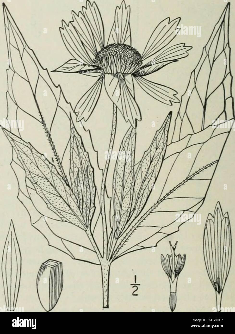 . Eine Illustrierte Flora von der nördlichen USA, Kanada und die britischen Besitzungen: von Neufundland zu den Parallelen der südlichen Grenze von Virginia und vom Atlantik westwärts nach dem 102 Meridian. f Die Festplatte - Blumen hispid, gespitzt, mit länglichen Anhängsel. Achenes dick, 4-seitig, truncate an thesummit. Pappus keine, oder aus mehreren kurzen Skalen. [Griechisch, 4-eckig, mit Bezug auf theinvolucre.] Vier bekannten Arten, Ureinwohner des südlichen Vereinigten Staaten und im Norden Mexikos, das Follow-ing typisch. I. Tetragonotheca Tetragonotheca helianthoides L.. Abb. 4440. Tetragonotheca Stockfoto