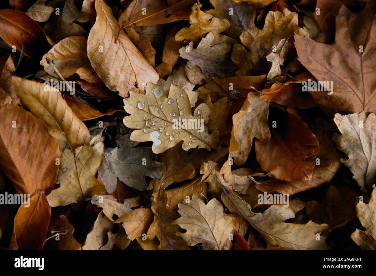 Gefallenen Blätter im Herbst mit Wassertropfen Stockfoto