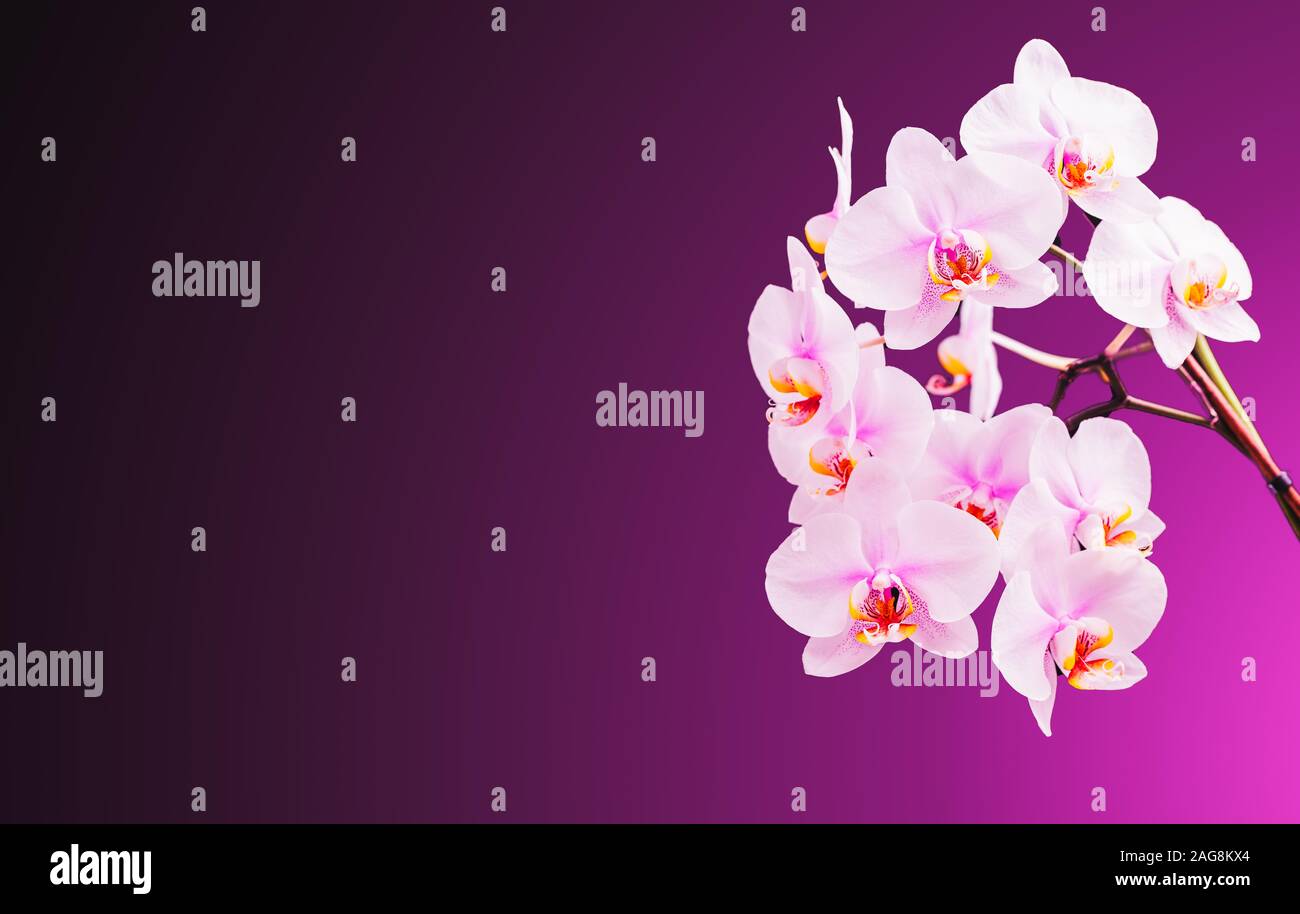 Orchideen auf der rechten Seite. Violette Hintergrund mit Kopie Raum auf der linken Seite Stockfoto