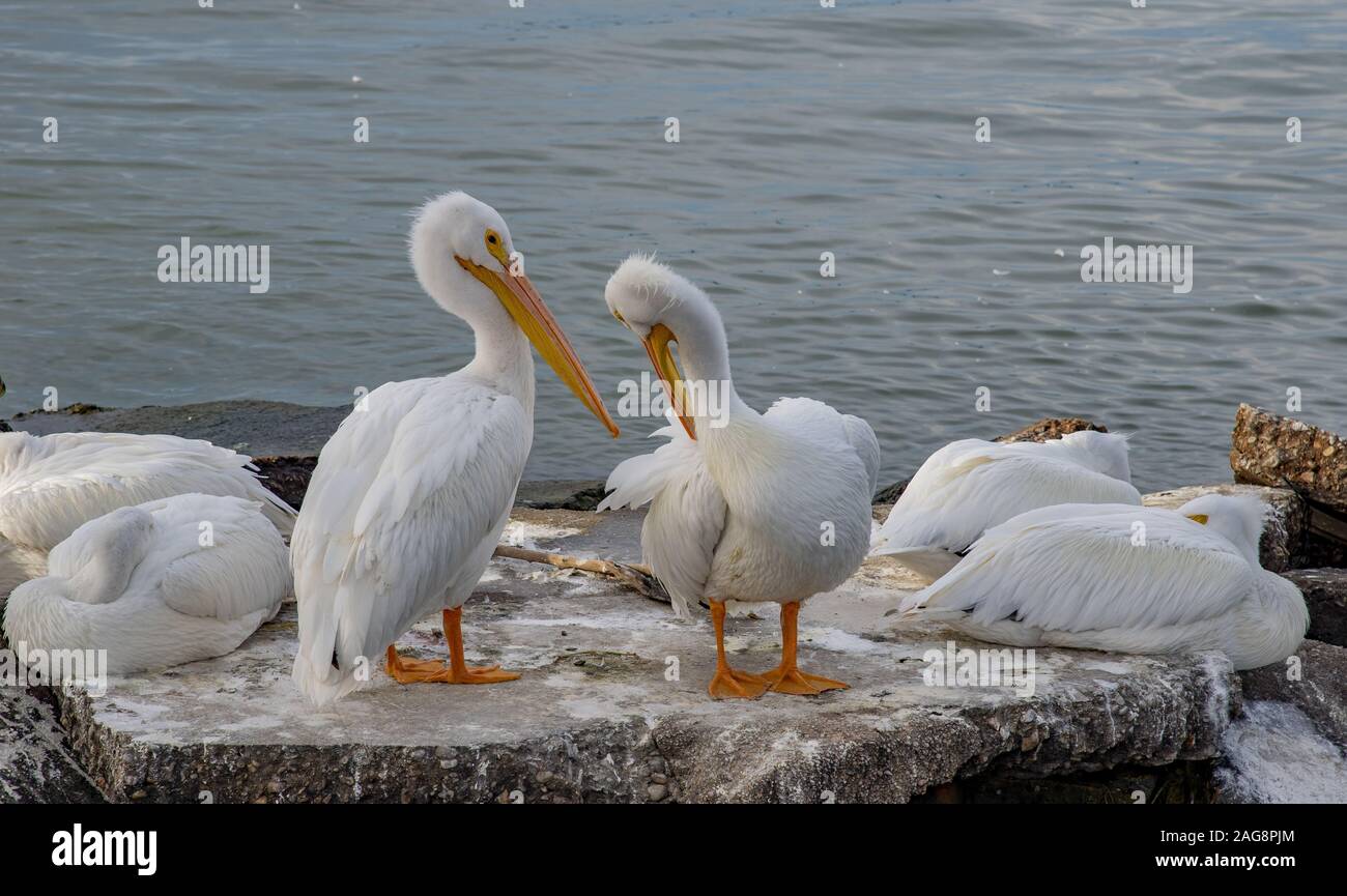 Nahaufnahme von weißen Pelikanen, die auf einer Steinoberfläche sitzen Im Meer Stockfoto