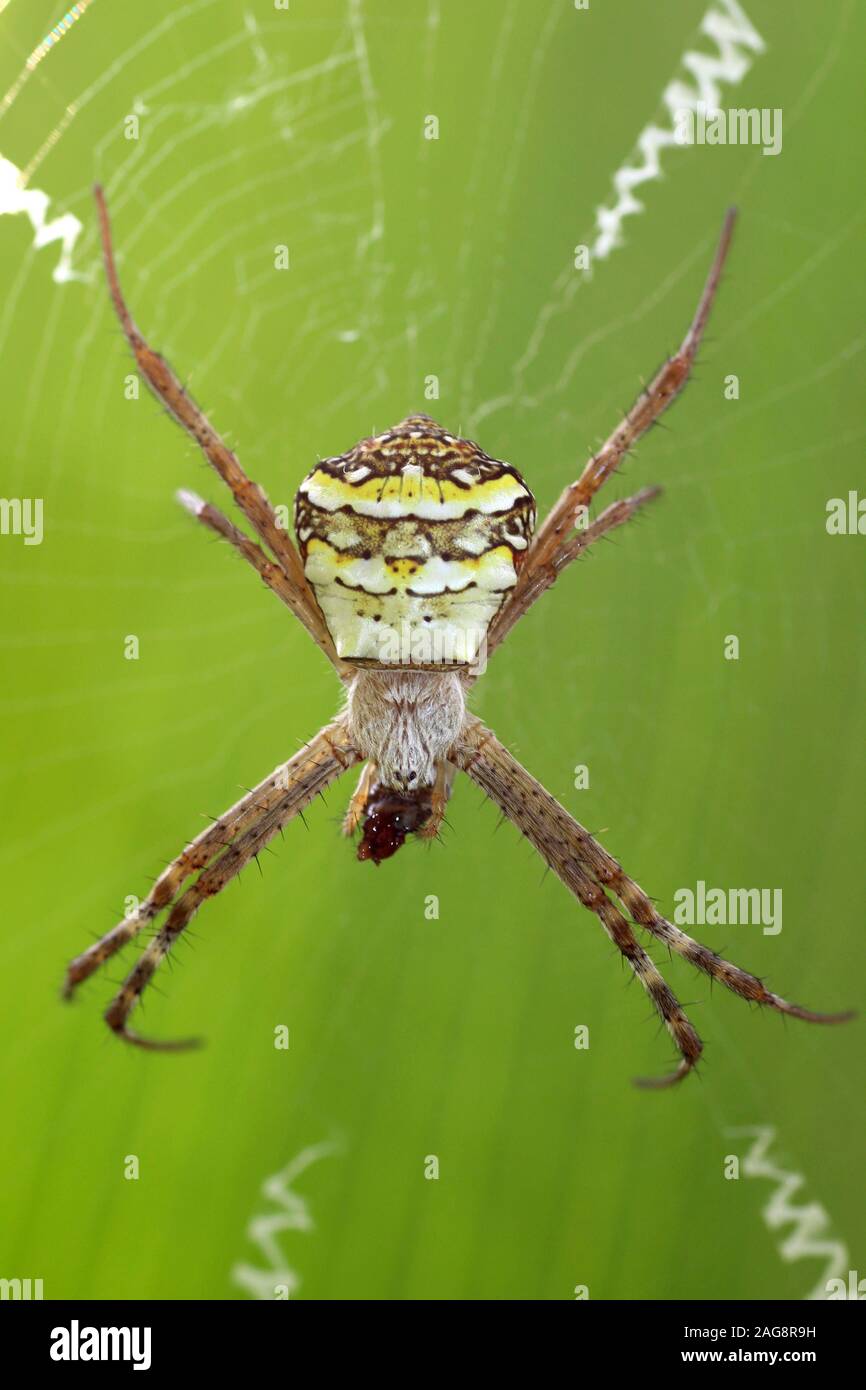 Signatur Spider Argiope sp. Essen Beute, Gujarat, Indien. Stockfoto