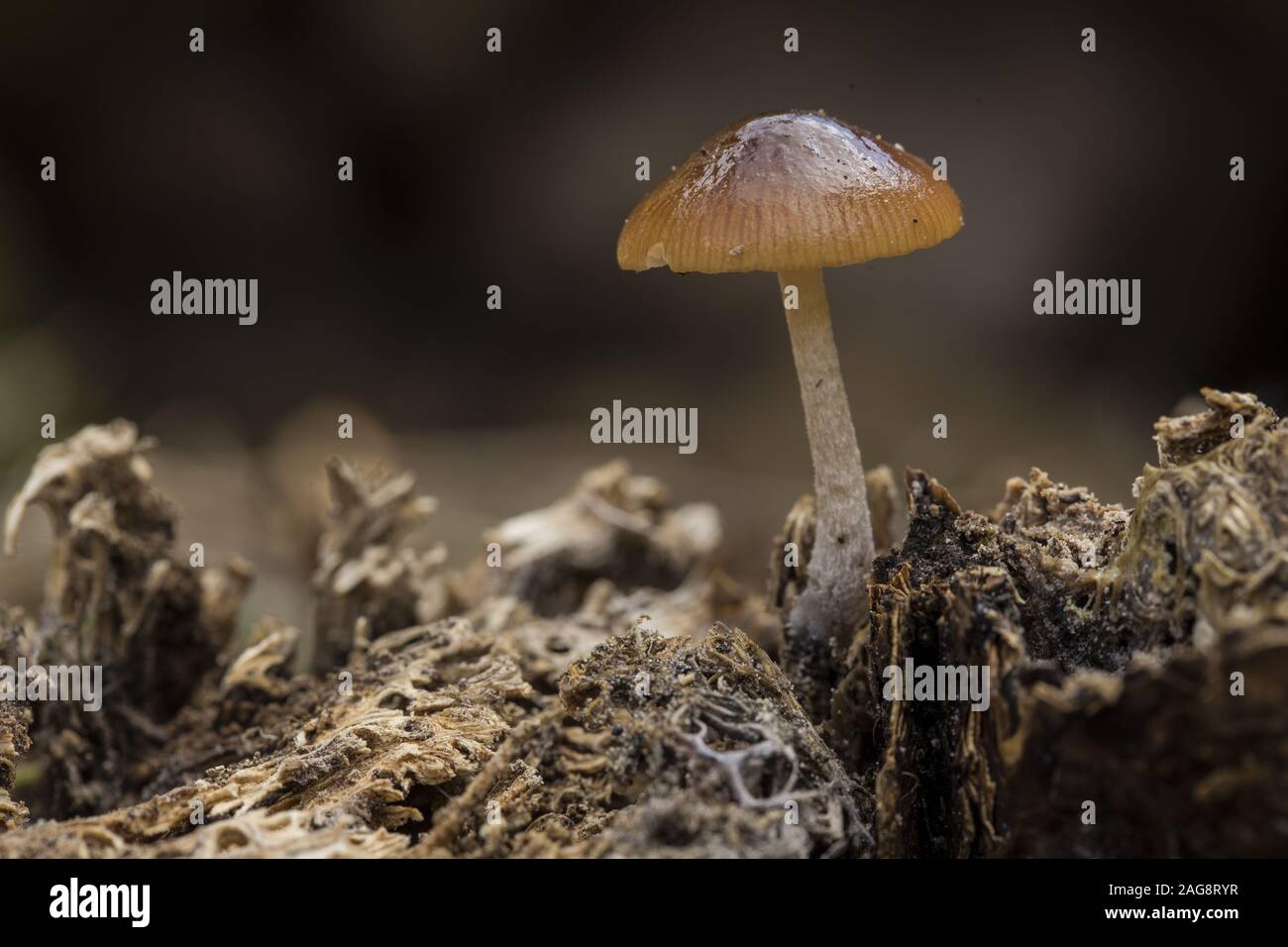 Ein saprobischer Pilz, Pluteus-Arten Stockfoto