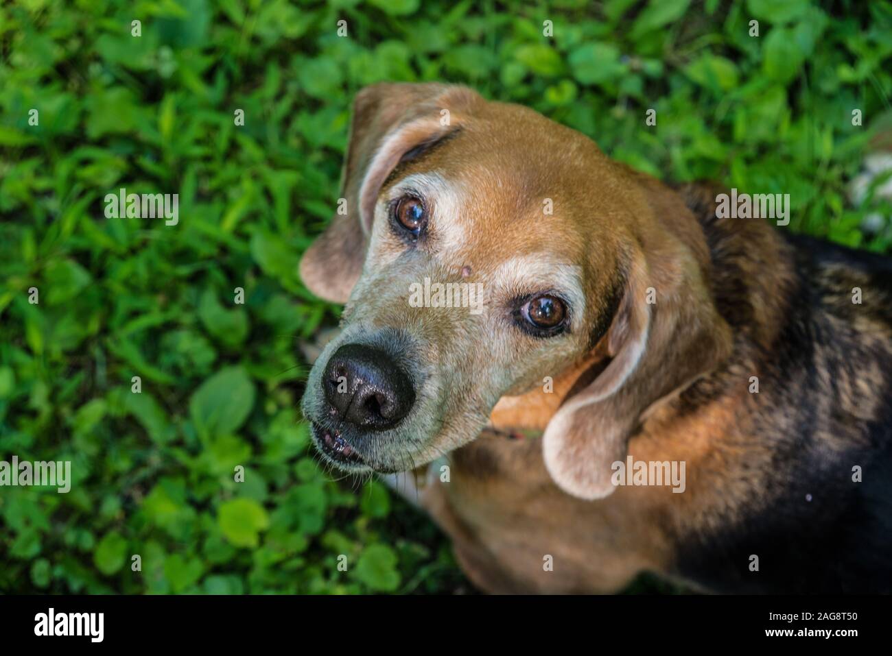 High-Angle Nahaufnahme eines niedlichen Harrier Hund suchen Mit freundlichen Augen Stockfoto