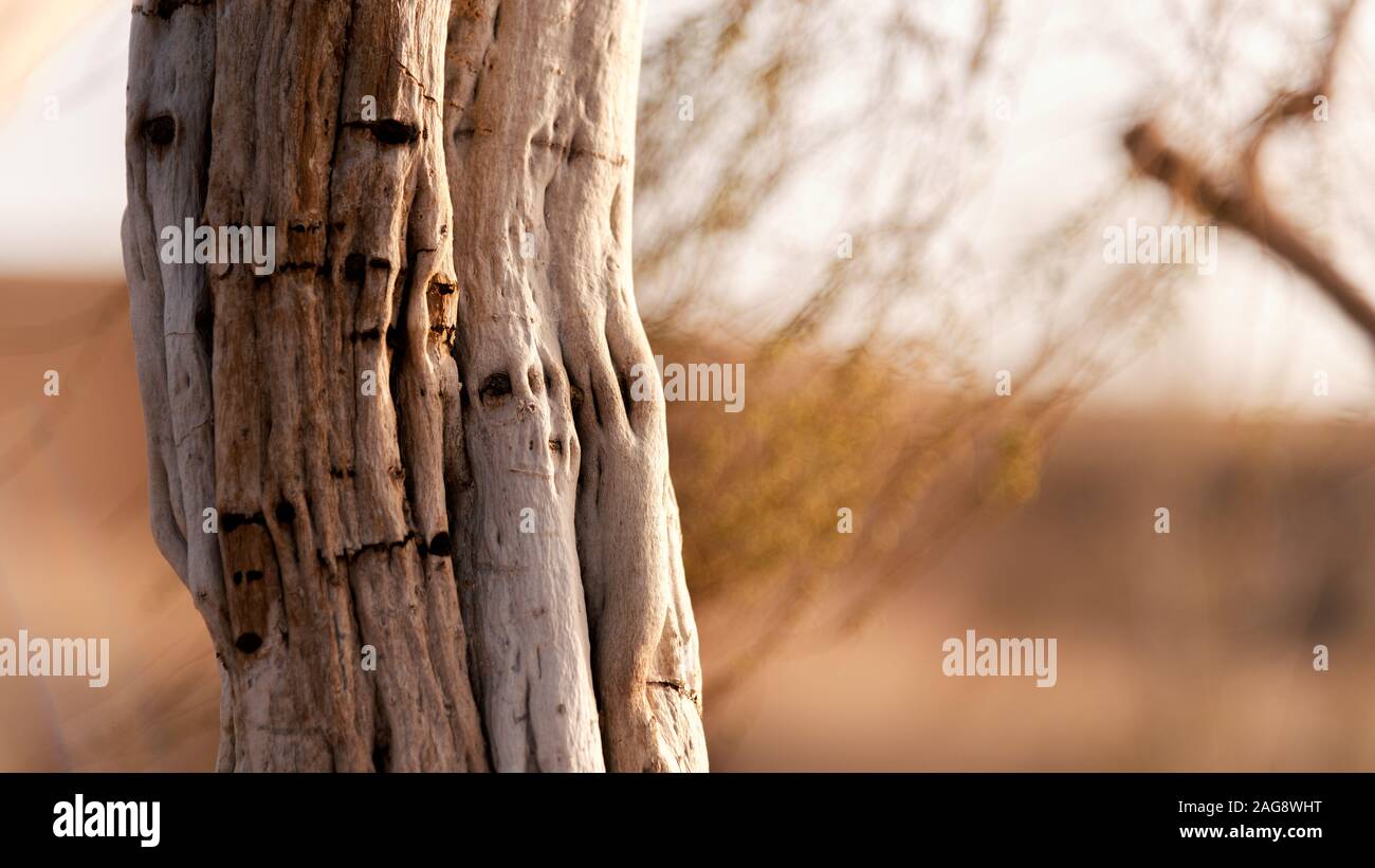 Die Timarisk Baumstumpf in der Wüste Lut Stockfoto