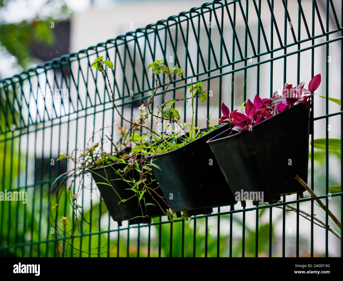 Reihe von Blumentöpfen verschiedener Pflanzen hängen an einem Gartenzaun mit Kopie Raum Stockfoto