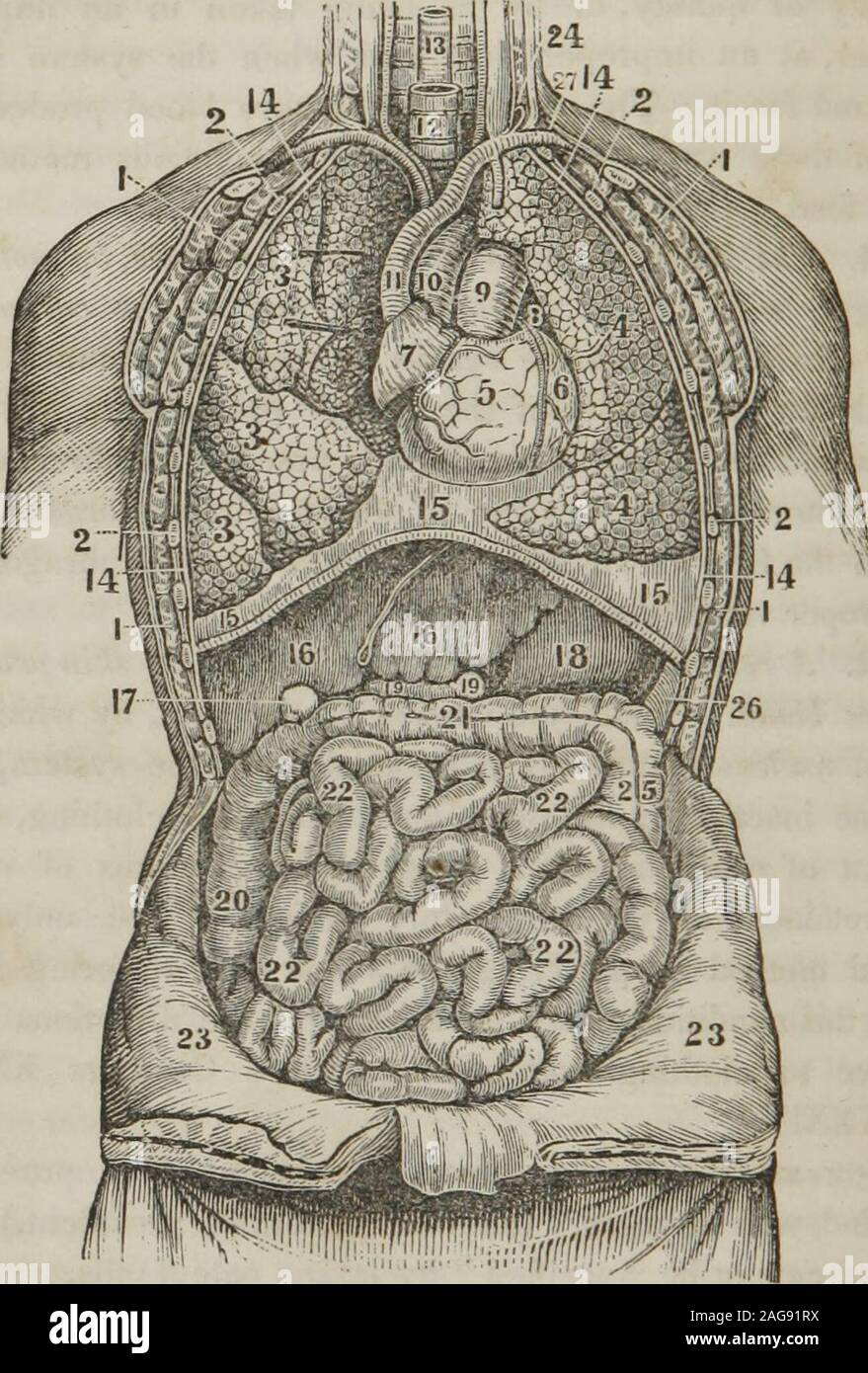 . Eine Abhandlung über die Anatomie, Physiologie und Hygiene: Konzipiert für Hochschulen, Akademien, und Familien. aus dem System eliminiert, havebecome inaktiv, die durch falsche und unzureichende Kleidung, oder Bya wollen an Sauberkeit, den Toten, schädigenden Atome des matterare im Kreislauf- Schiffe erhalten. Die einzige erfolgreiche Methode der Blutreinigung und dieser Zustand wiederherstellen healthwhen existiert, ist die Anfahrt givenrelative zu Kleidung und Baden zu beobachten. (Siehe Kapitel XXXIII. Und XXXIV.) Beobachtung. Wenn das Blut unrein geworden ist, oder mit körpersäfte geladen, (eine Idee im Allgemeinen weit verbreitet,) Es Istnicht und Stockfoto