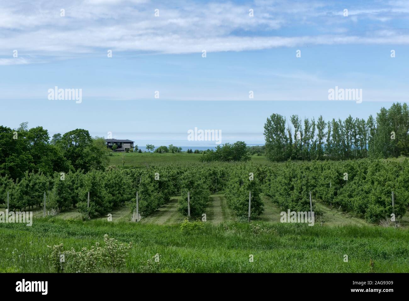 Kanada, Ontario, Weinbau an der Berge im Juni 2019 Stockfoto