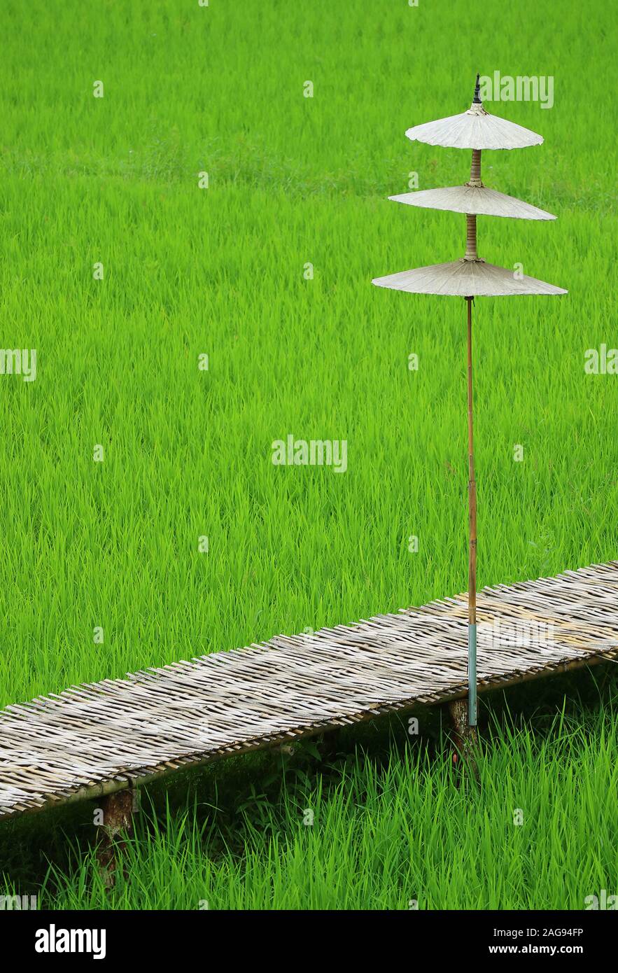 Bamboo Brücke mit ethnischen Stil Sonnenschirm auf der pulsierenden grünen Reisfelder Stockfoto