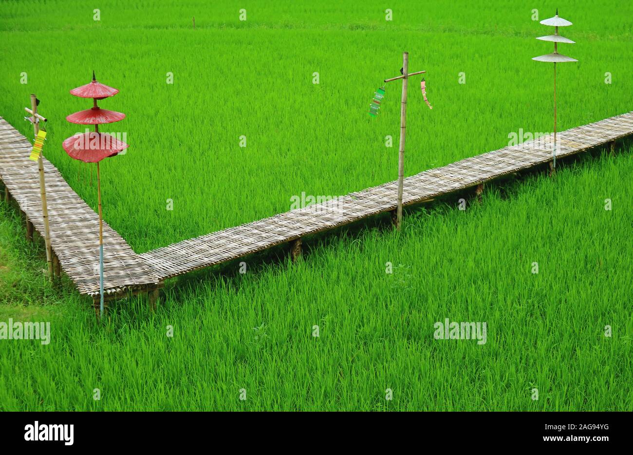 Lange Bambus Pfad mit ethnischen Stil Sonnenschirme auf der grüne Reisfelder Stockfoto