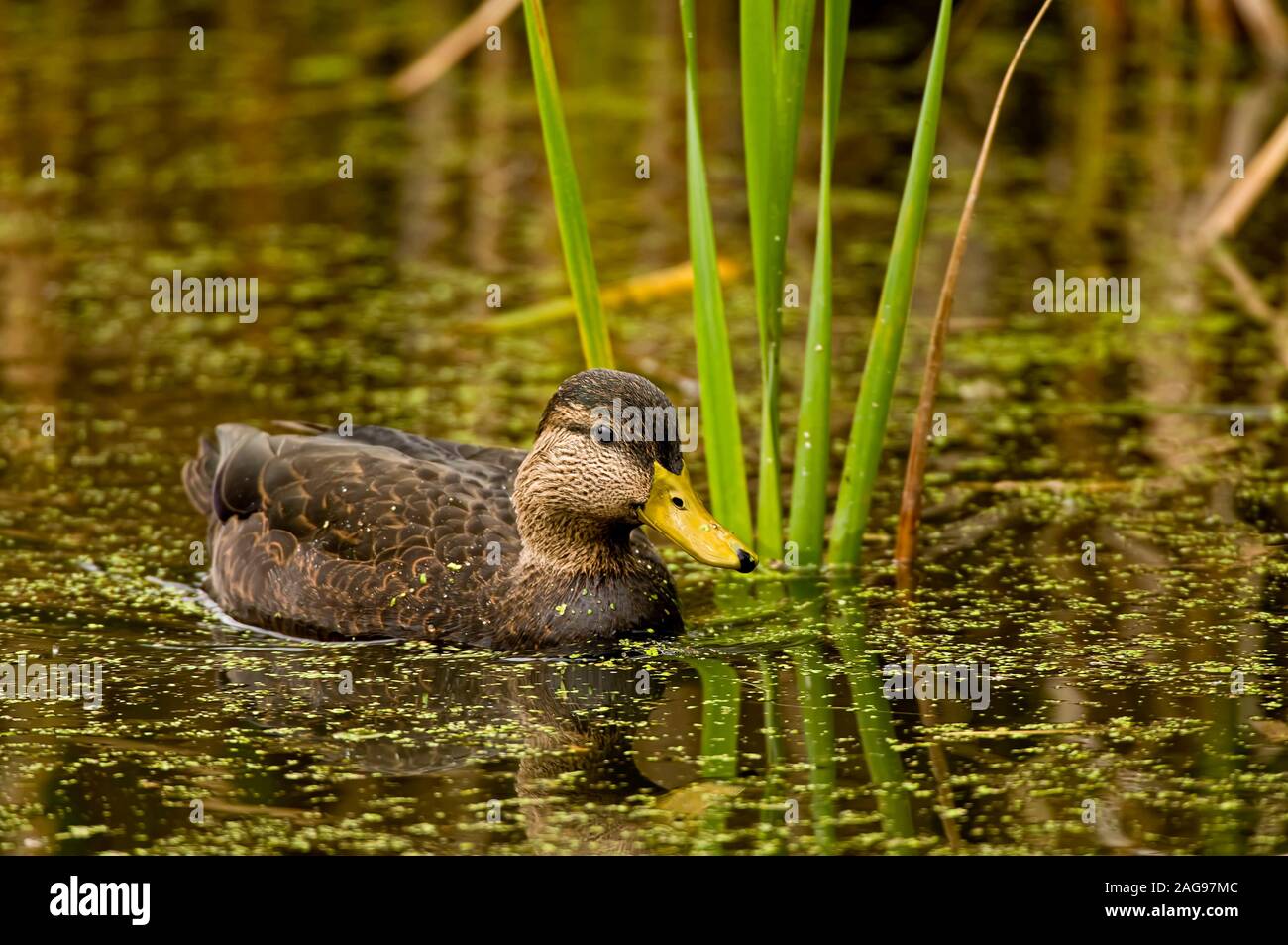 Amerikanische schwarze Ente Stockfoto