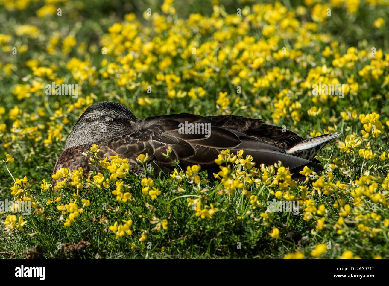 Amerikanische schwarze Ente Stockfoto