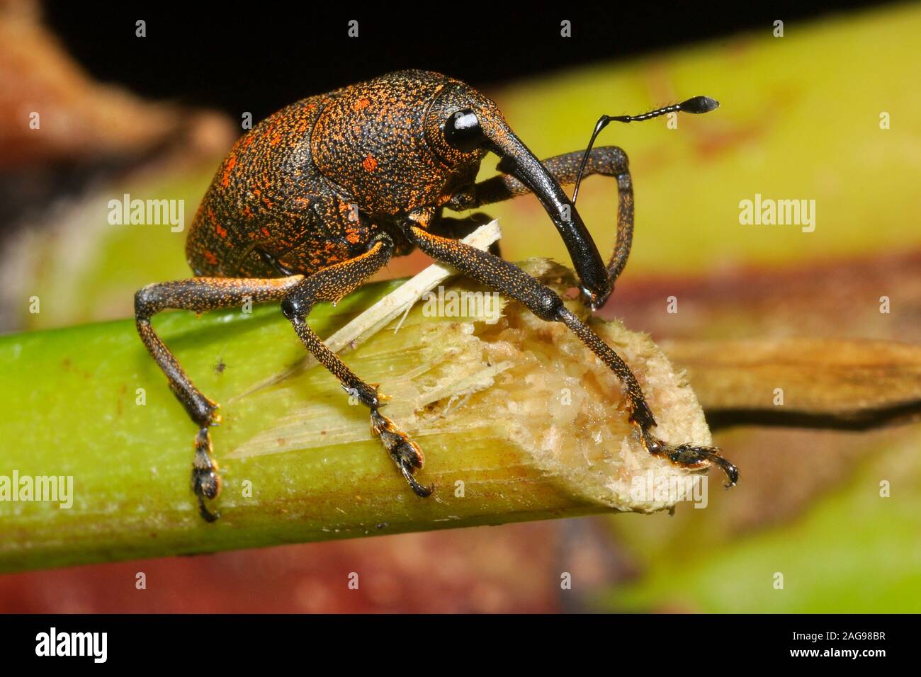 Curculionidae, Costa Rica Stockfoto