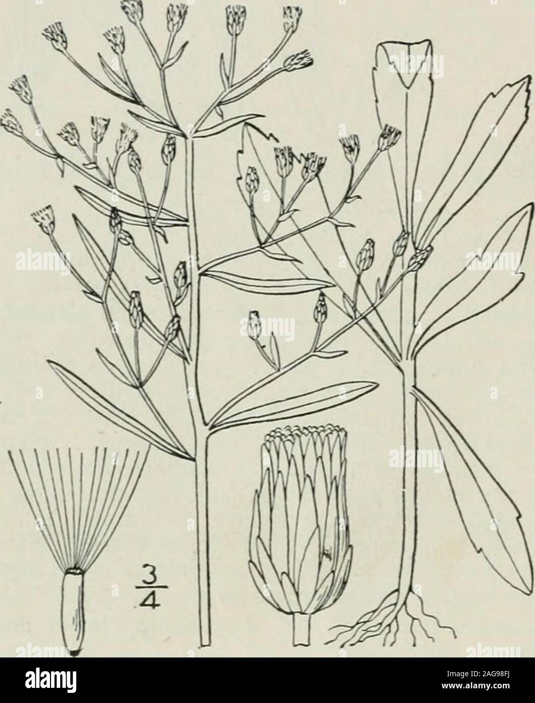 . Eine Illustrierte Flora von der nördlichen USA, Kanada und die britischen Besitzungen: von Neufundland zu den Parallelen der südlichen Grenze von Virginia und vom Atlantik westwärts nach dem 102 Meridian. eabane. Abb. 4378. Erigeron canadensis L. Sp. PI. 863. 1753. Leptilon canadense Britton, Britt. & Braun, III. FL3: 391. 1898. Stammzellen - hispid ptibescent oder glabrate, 3-io hoch, die größeren Anlagen paniculately viel abgezweigt. Blätter in der Regel pubertierenden oder Ciliate, der basalen undsenken Spatelförmig, petioled, eingeschnitten, gyrus oder en-Reifen. i-4 Lange, stumpf oder acutish, die von thestem linear Stockfoto