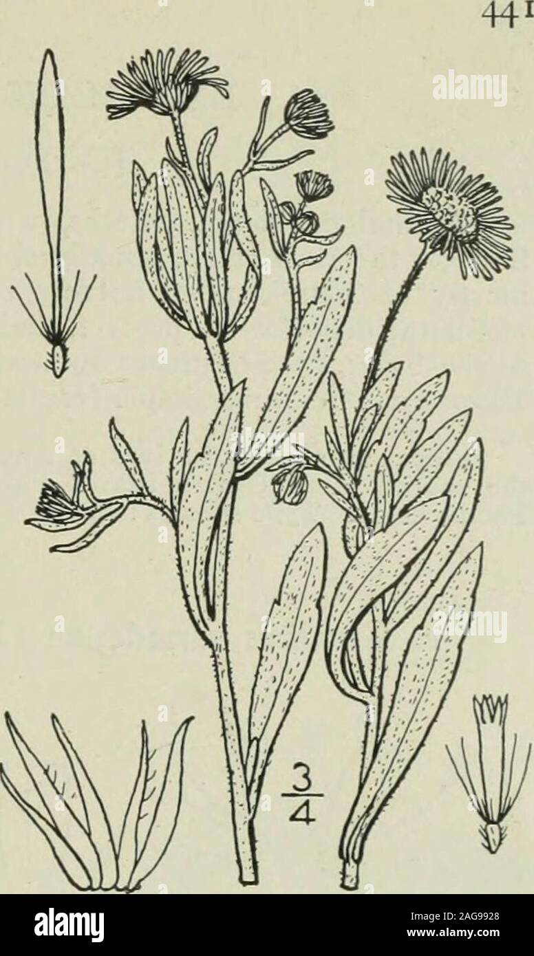 . Eine Illustrierte Flora von der nördlichen USA, Kanada und die britischen Besitzungen: von Neufundland zu den Parallelen der südlichen Grenze von Virginia und vom Atlantik westwärts nach dem 102 Meridian. 16. Erigeron vernus (L.) T.&G. frühen Fleabane. Abb. 4376. Aster vernus L. Sp. PI. 876. 1753. E. nudicaulis Michx. Fl. Bor. Standort. 2: 124. 1803. Erigeron vermis T&G Fl. N. A.2: 176. 1841. Mehrjährig durch Ausläufer und Weg^ setzt; Stammzellen Schlanke, einfache oder verzweigte, kahl oder behaart, thebranches I°-2L° hoch. Blätter mainlyin einer basalen Rosette, kahl, verkehrt eiförmig, oval oder Spie Stockfoto