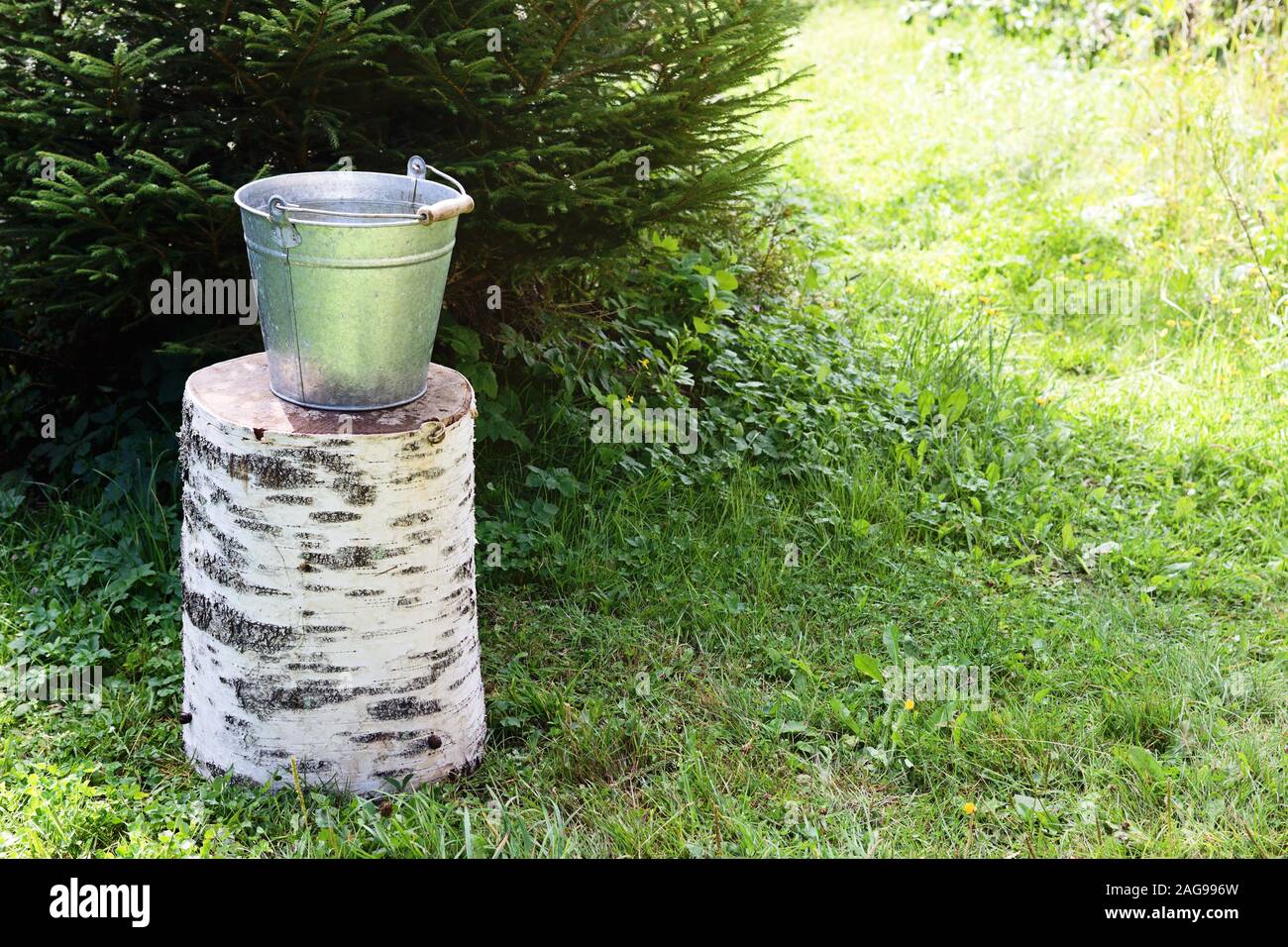 Die Schaufel mit dem sauberen Regenwasser steht auf der Birke auf der Lichtung anmelden Stockfoto