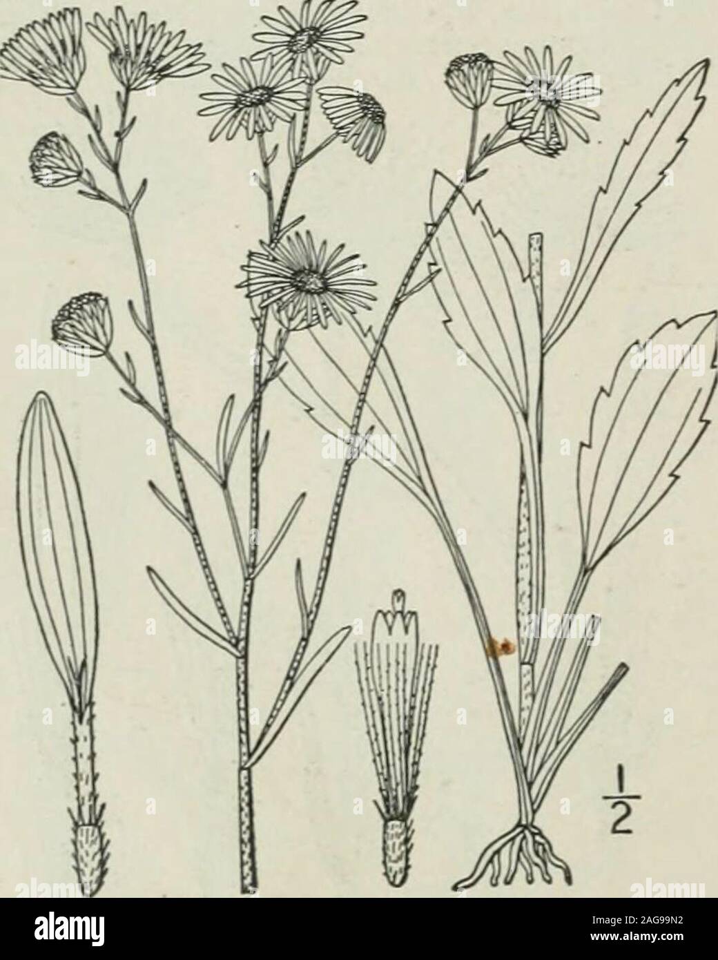 . Eine Illustrierte Flora von der nördlichen USA, Kanada und die britischen Besitzungen: von Neufundland zu den Parallelen der südlichen Grenze von Virginia und vom Atlantik westwärts nach dem 102 Meridian. Bermuda. 14. Erigeron ramosus (Walt.) B. S. Daisy Fleabane. Abb. 4374. Doronicnm ramosum Yzt. Fl. Auto. 205. 1788. E. strigosus Muhl.; Willd. Sp. PI. 3: 1956. 1804. Stenactis Beyrichii F. und M. Index Seren. Hort. Petrop. 5:1838. Erigeron ramosus B.S.P. Prel. Kat. N.Y., 27. 1888. Erigeron ramosus Beyrichii Smith & Teich, Bot. Surv. Neb. 2:11. 1893. Ähnelt der vorherigen Arten, Stockfoto