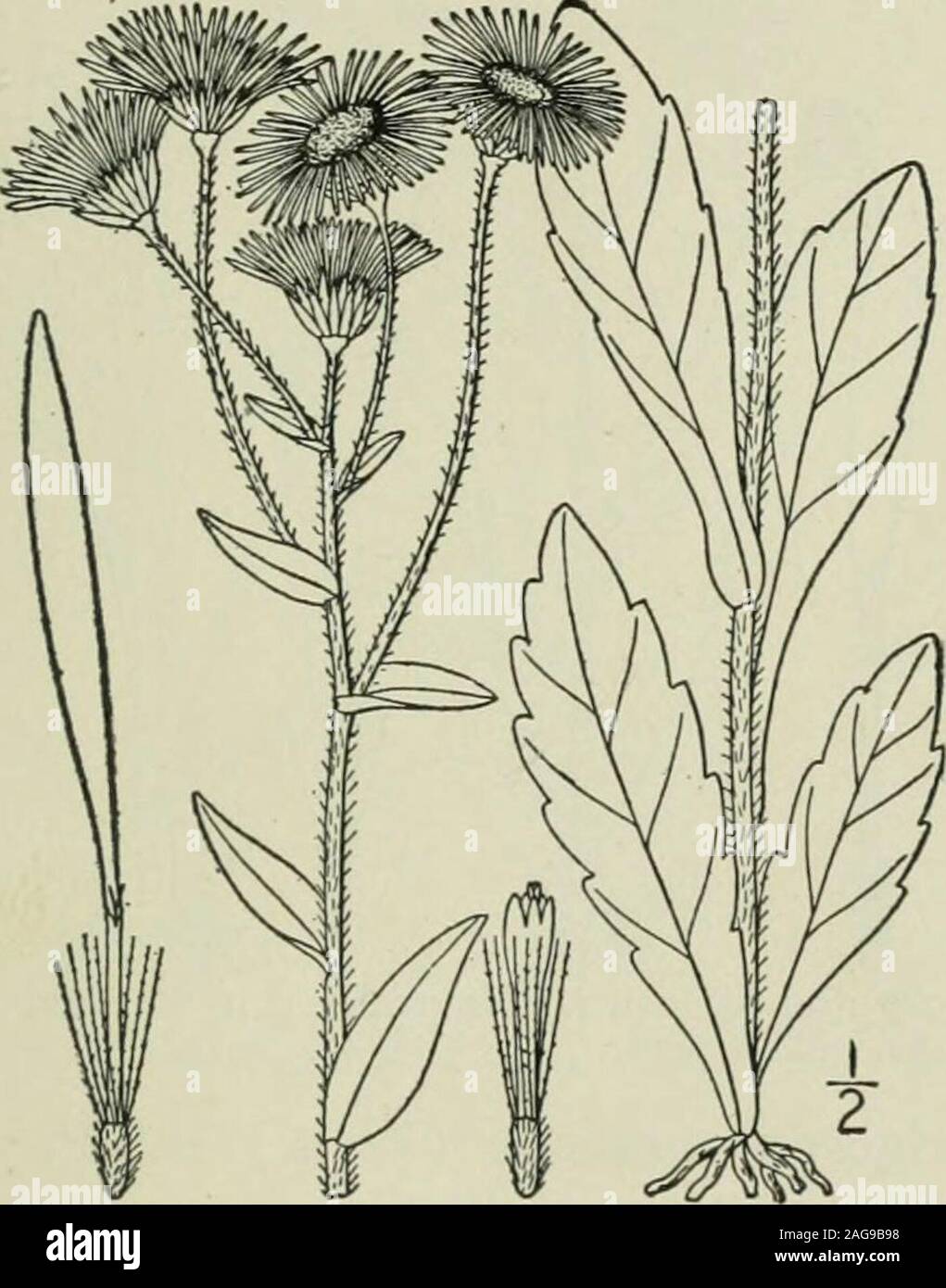. Eine Illustrierte Flora von der nördlichen USA, Kanada und die britischen Besitzungen: von Neufundland zu den Parallelen der südlichen Grenze von Virginia und vom Atlantik westwärts nach dem 102 Meridian. , Utah, Westliche Texas und New Mexico. Mai-juli. Gattung 35. THISTLE FAMILIE. 439 9. Erigeron pulchellus IMiclix. Robinsor Armen Robins Wegerich. Abb. 4369. E. pulchellus Michx. Fl. Bor. Standort. 2: 124. 1803. E. bellidifalius Muhl.; Willd. Sp. PI. 3: 1958. 1804. Mehrjährig durch Ausläufer und Offsets, Villous - Pubescent; Stengel Einfach, schlank, io-24 hoch. basalen Blätter getuftet, Spatelförmig oder obov Stockfoto