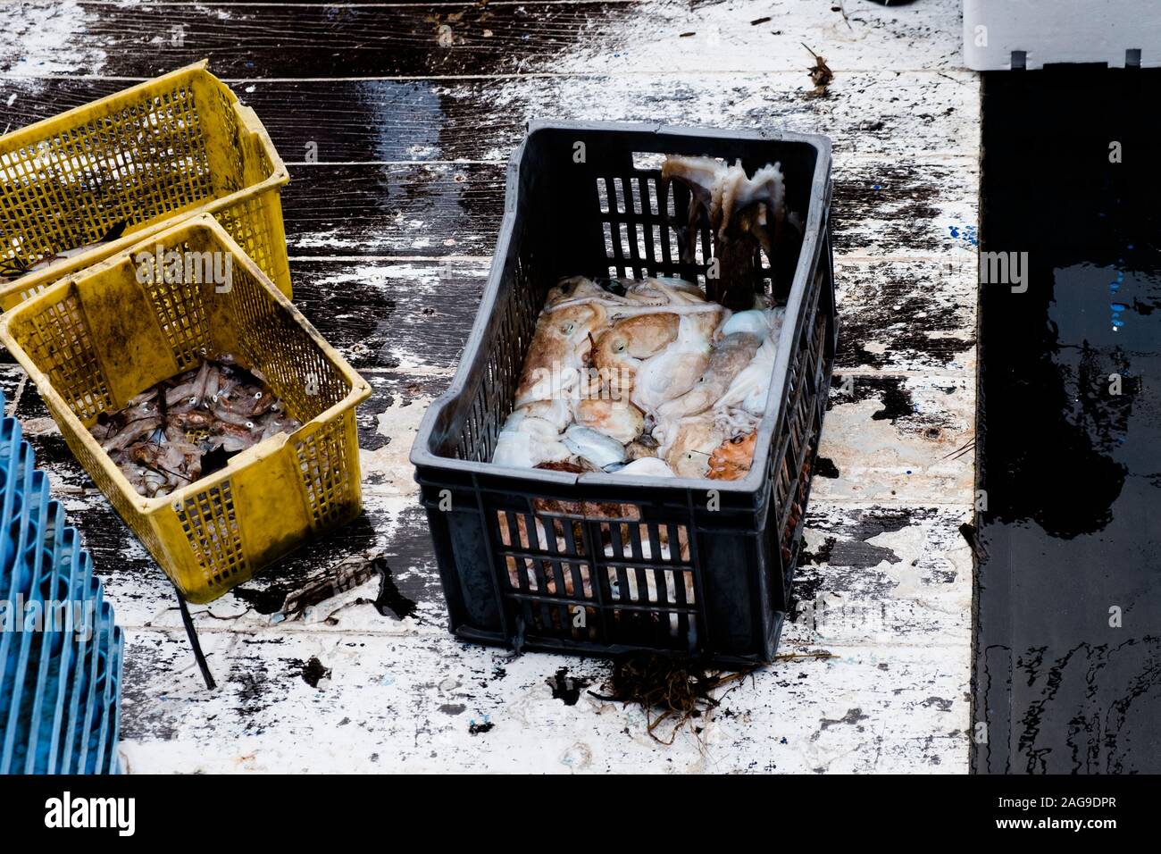 Blaue Tintenfische Stockfotos Und Bilder Kaufen Alamy