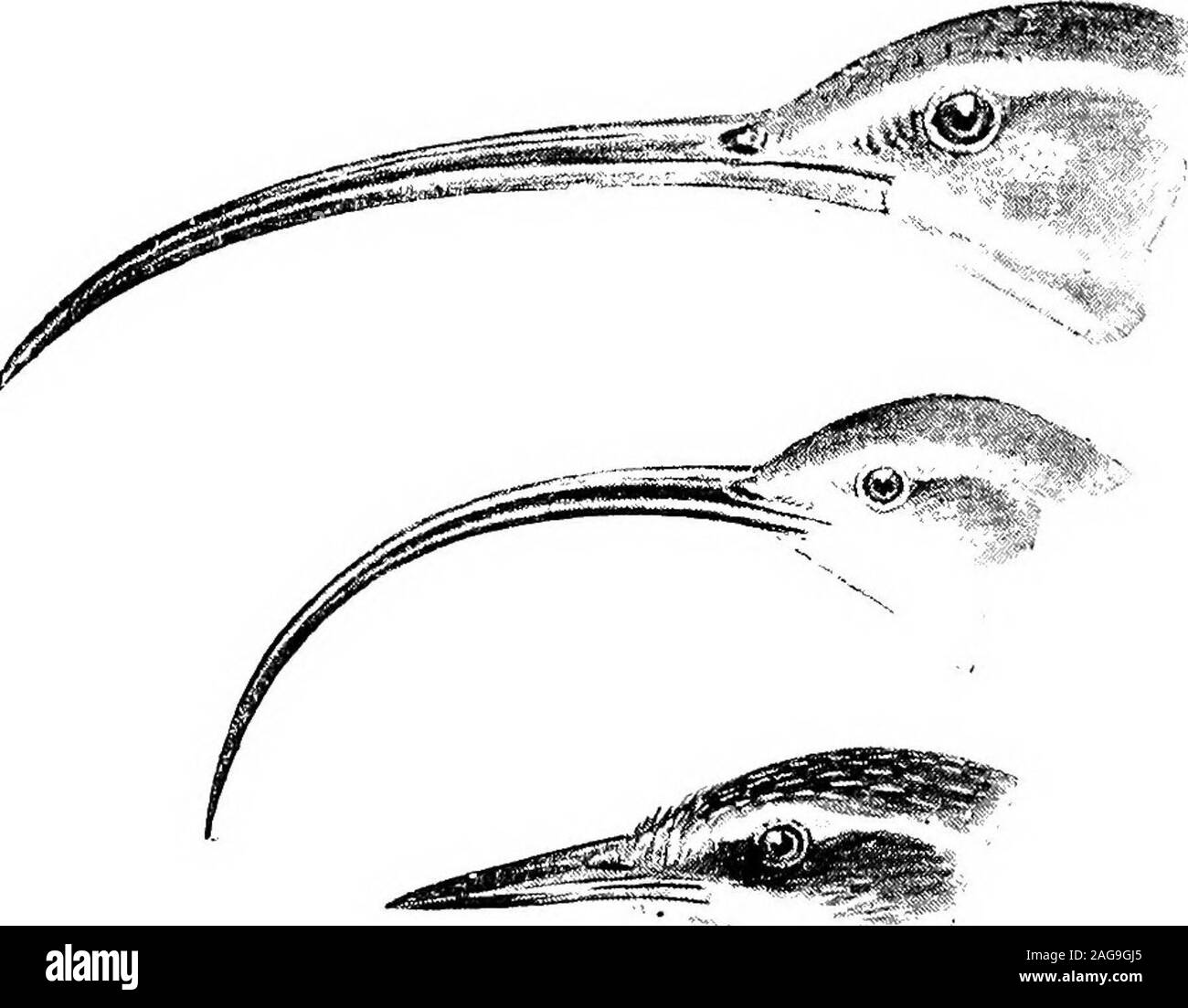 . Der Naturforscher in La Plata. ein heterogenes Gefüge ofbirds mit Schnäbeln wie Kletterpflanzen, Kleiber, Finken, Tyrann - Vögel, Spechte, Krähen, und sogar curlewsand Ibisse. In Beinen, Füßen und Schwänze, es gibt entsprechende Unterschiede. Es gibt Schwänze aller lengthsand alle Formen, weiche und steif, Quadrat, acuminated, breit und Fächerförmig, schmal und der Wirbelsäule - wie, andmany wie in der Spechte, und benutzt als in thatbird der Körper beim Klettern zu unterstützen. Eine inSittosoma extremelycurious Modifikation gefunden: Die schwanzfedern in dieser Gattung sind lang und Graduierte, unddem Wellen, über das Web Stockfoto