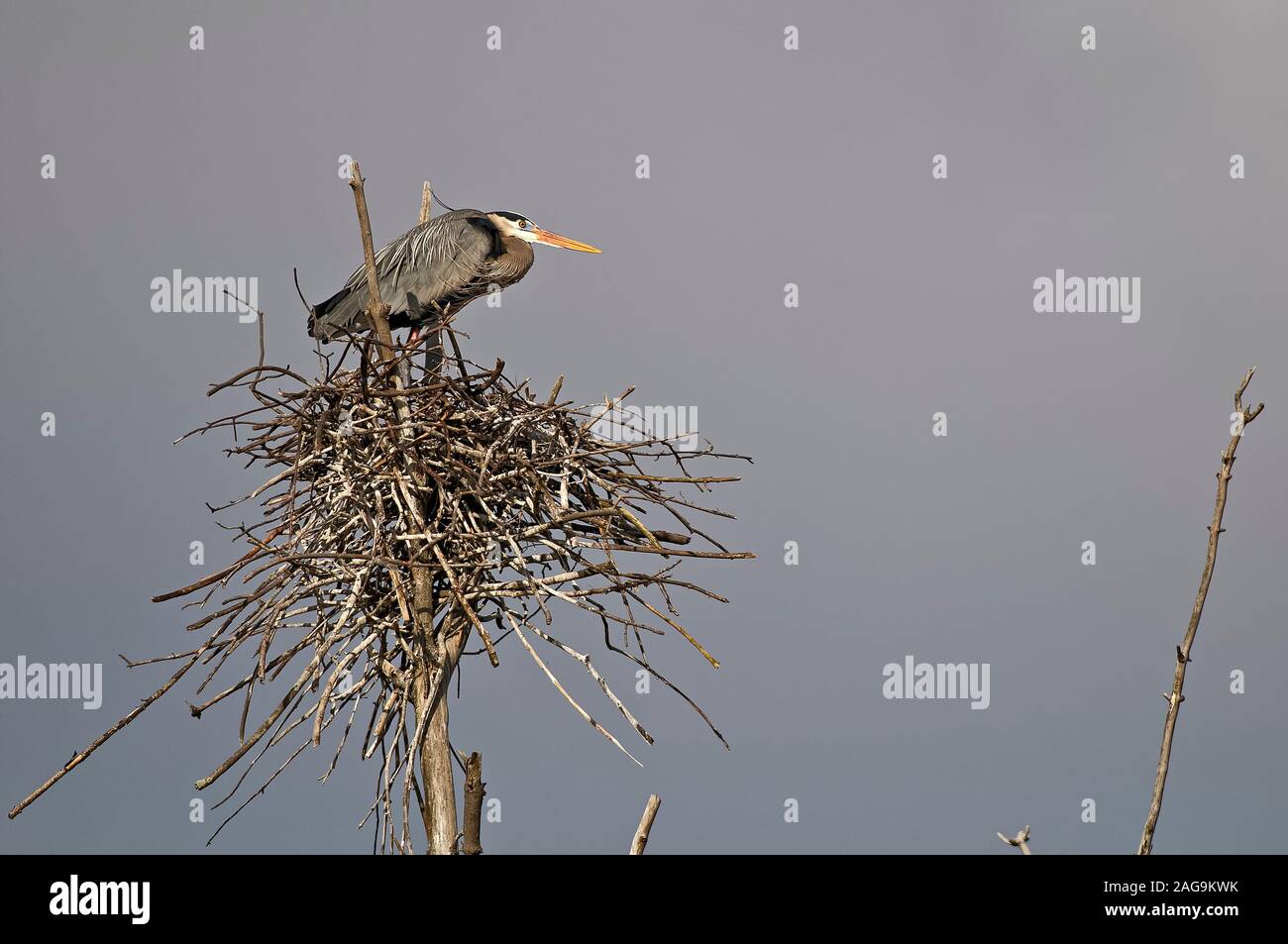 Great Blue Heron auf Nest Stockfoto