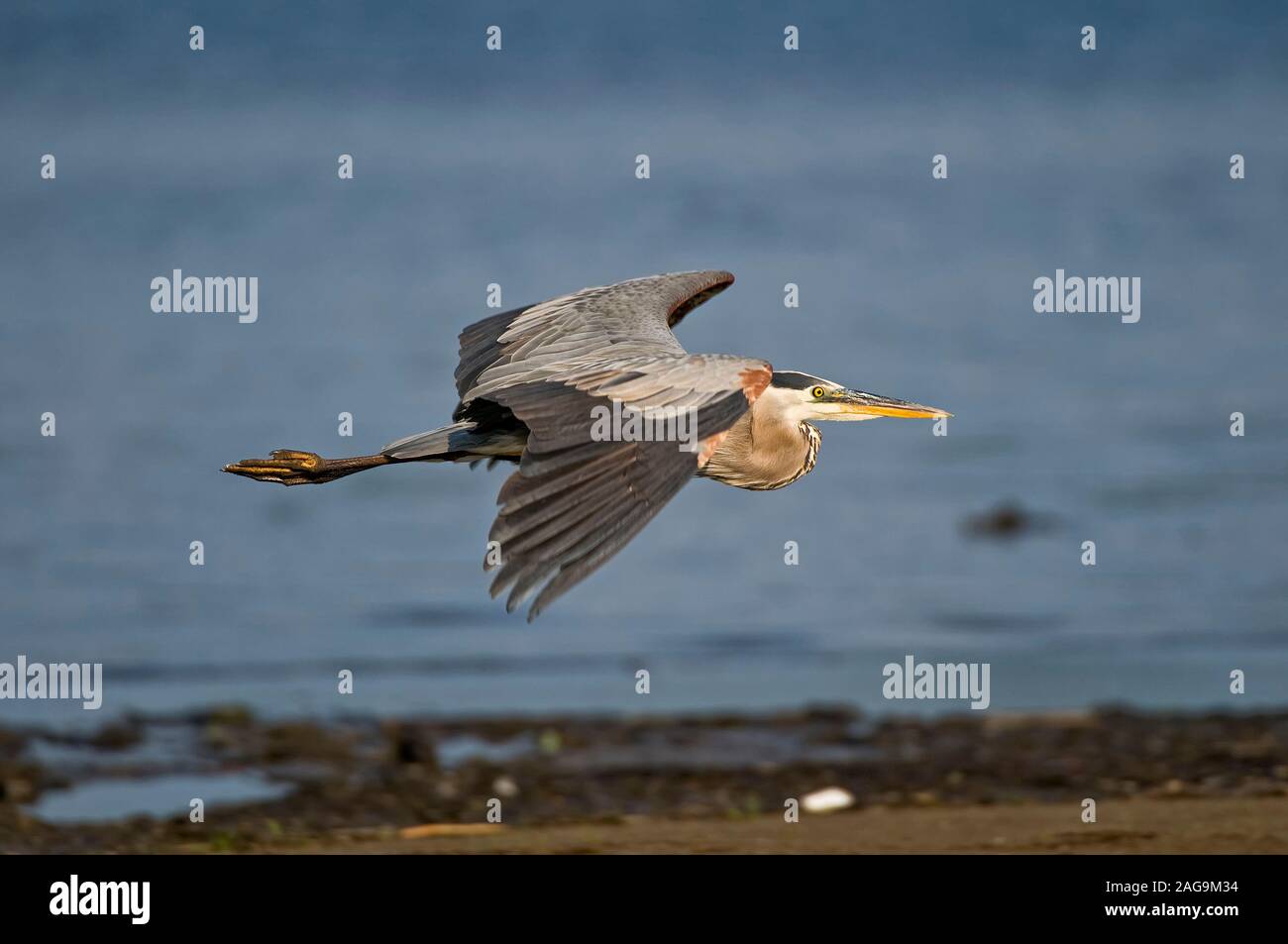 Great Blue Heron fliegen Stockfoto