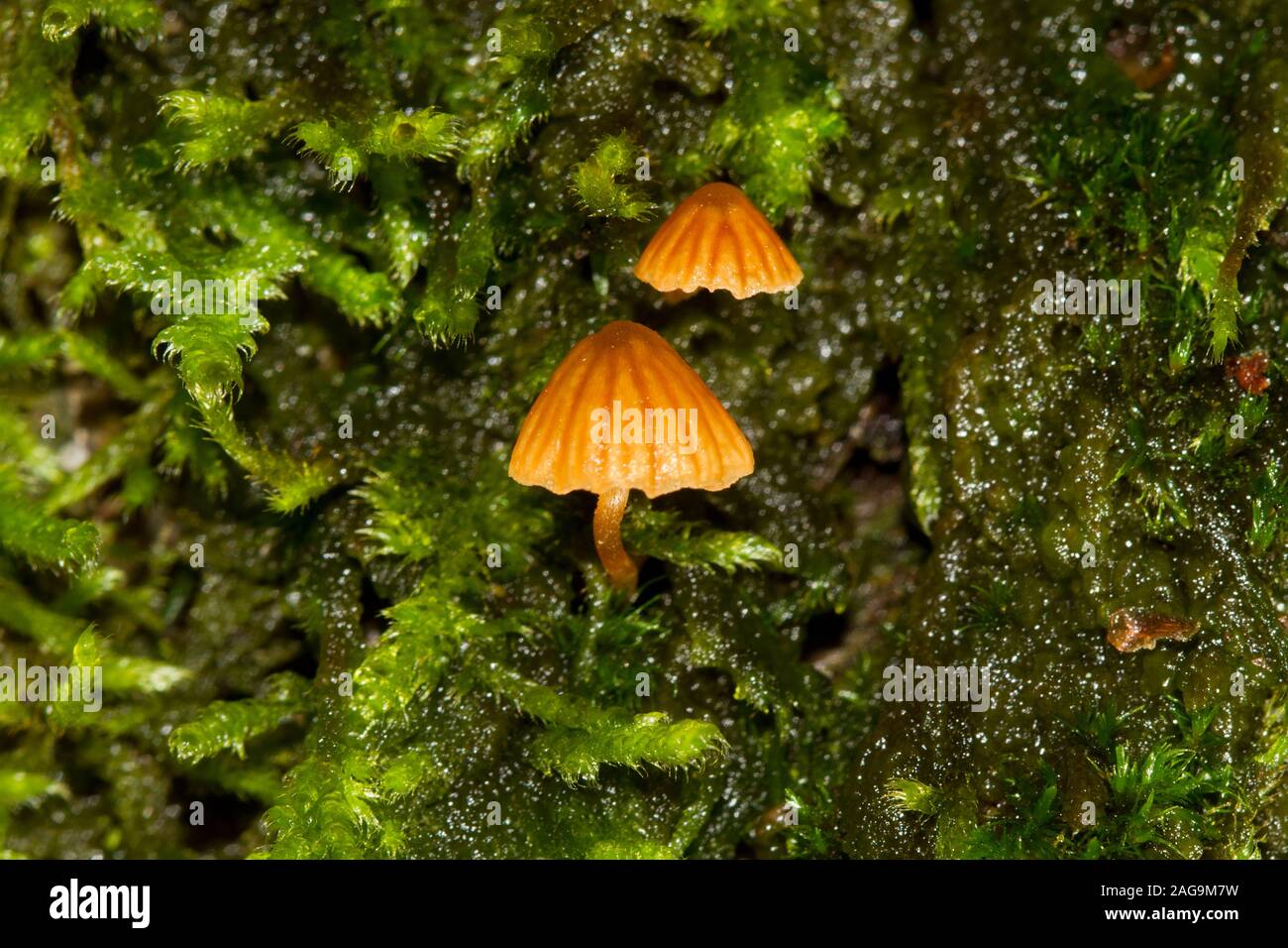 Zwei sehr kleine, braune Champignons, wahrscheinlich Moss Glocken, wachsen auf dem Moos bedeckt Stamm einer Eiche Stockfoto