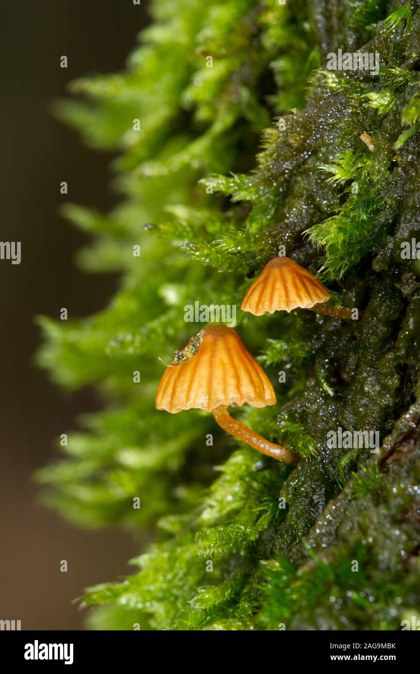 Zwei sehr kleine, braune Champignons, wahrscheinlich Moss Glocken, wachsen auf dem Moos bedeckt Stamm einer Eiche Stockfoto