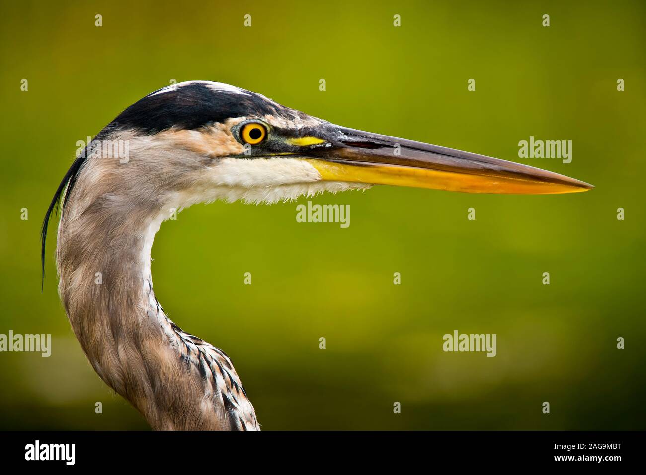 Great Blue Heron Porträt Stockfoto