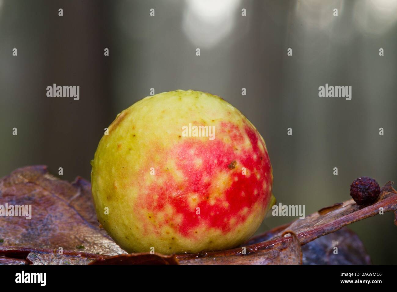 Ein Blatt Galle durch eine abschürfung Wasp am toten Blattes eines gemeinsamen Eiche verursacht Stockfoto